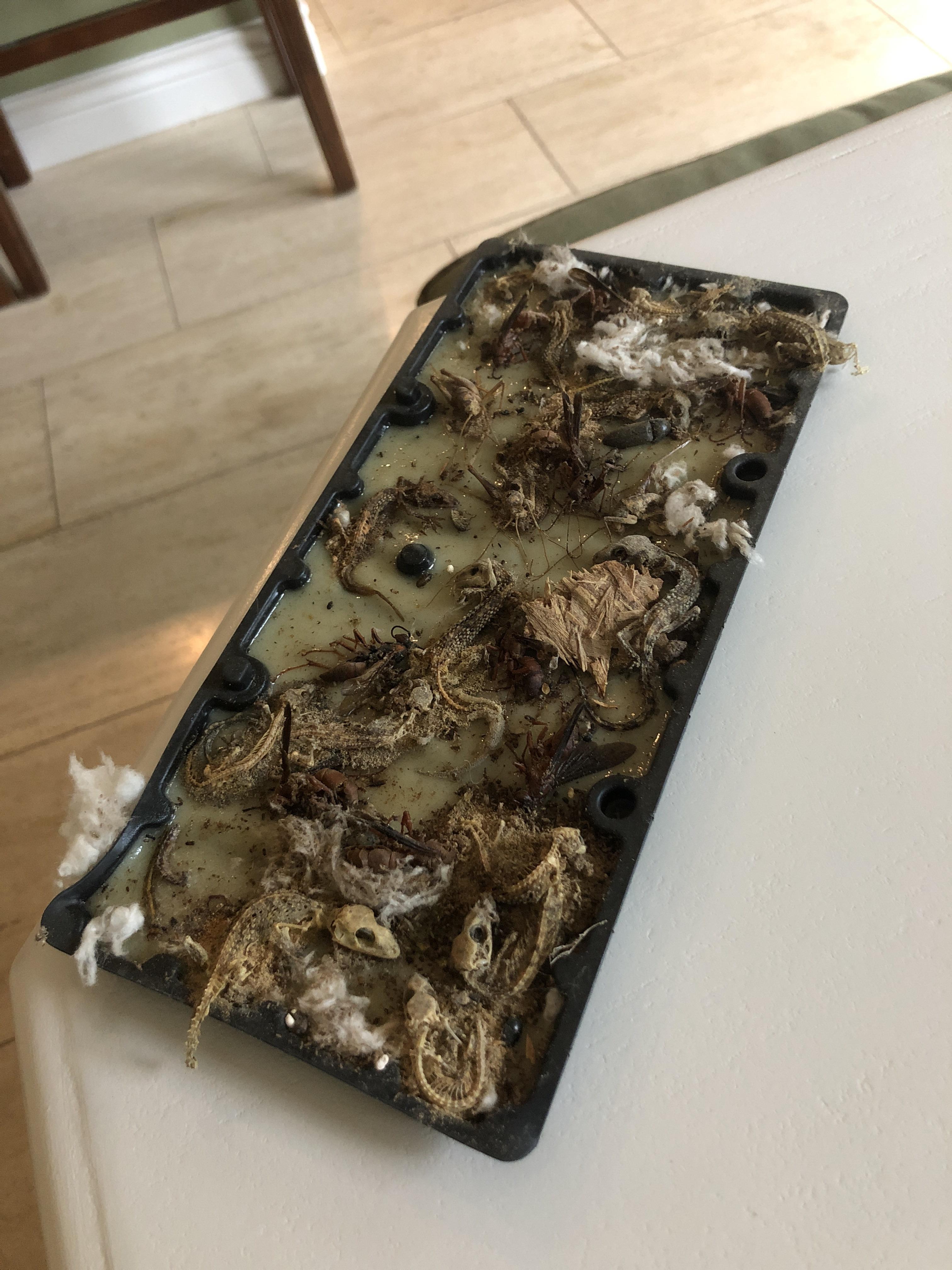 I just pulled a mouse trap out of my attic and . . . r/mildlyterrifying