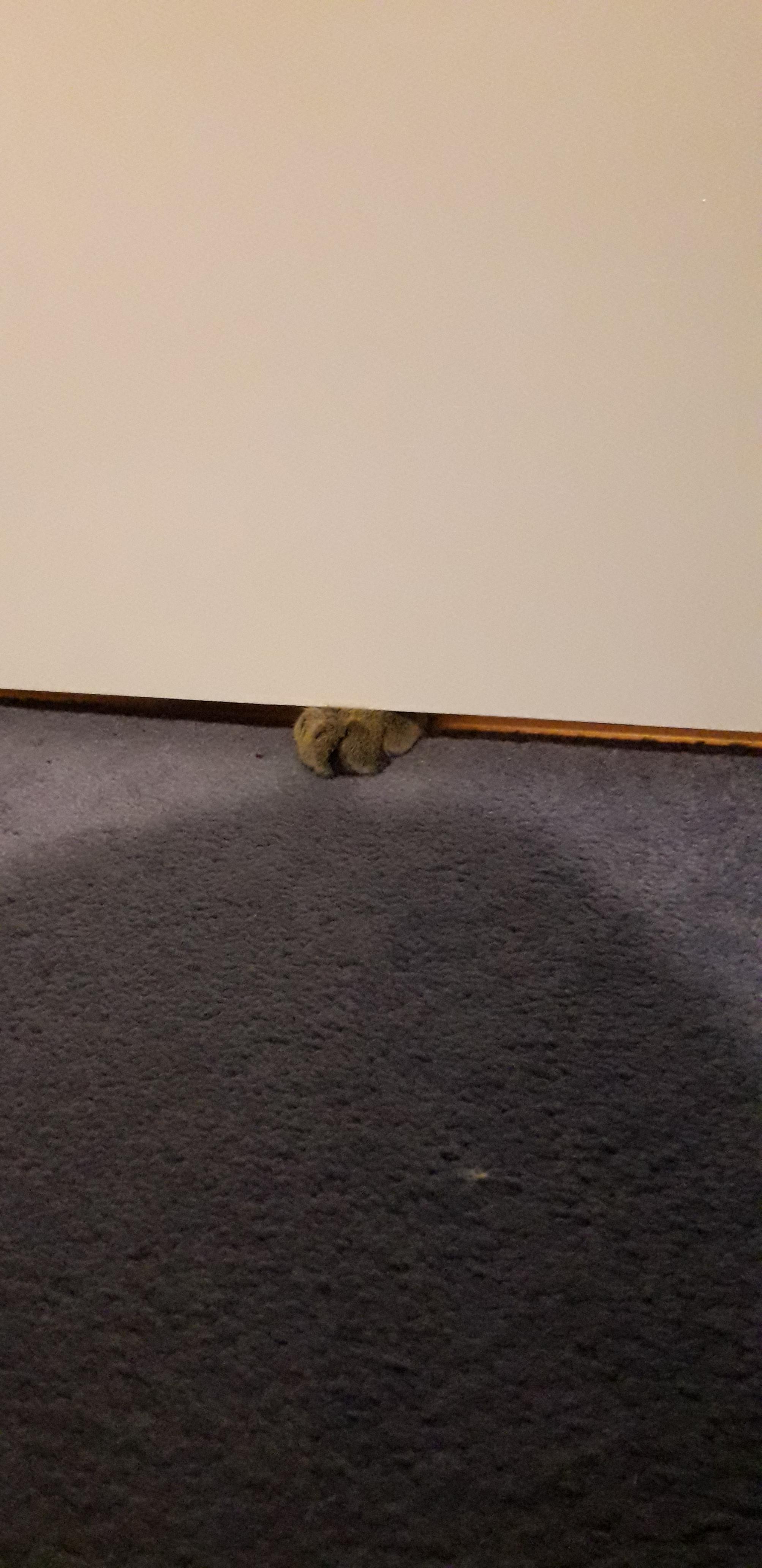 My cat puts her paws under the door when she wants in r/aww