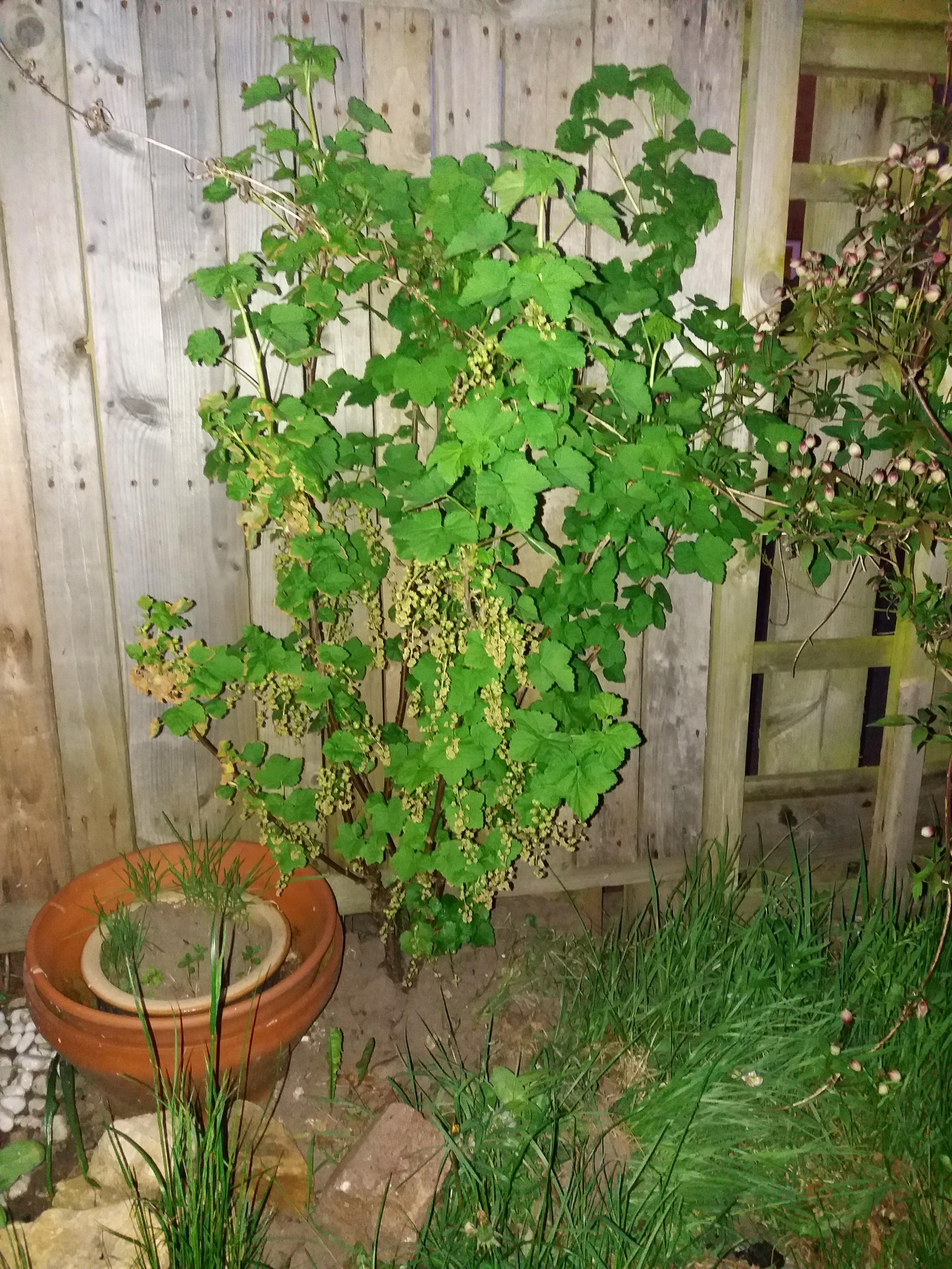 In my garden (uk) Been growing it for about 3 years now