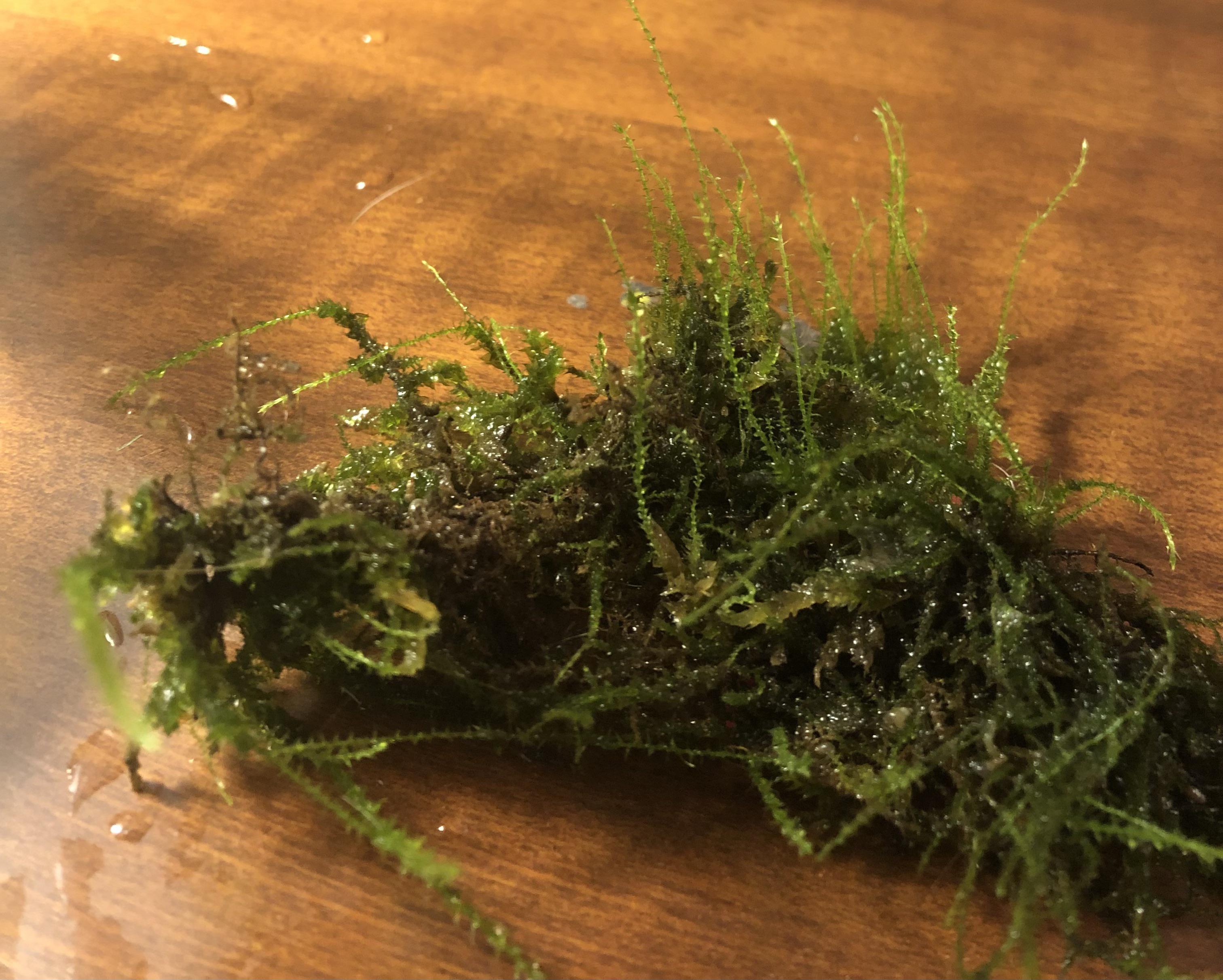What moss is this? r/Mosses