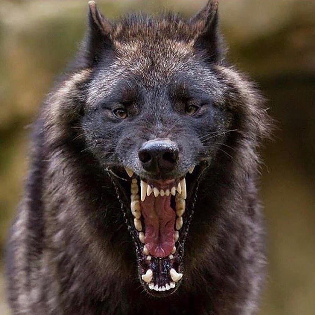 🔥 Wolf smiles are the best 🔥 r/NatureIsFuckingLit