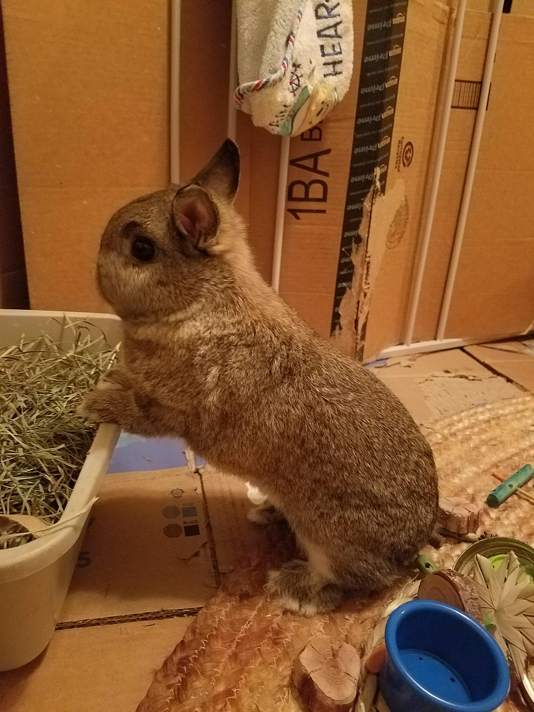 Amelia eating her hay outside the litterbox. r/Rabbits