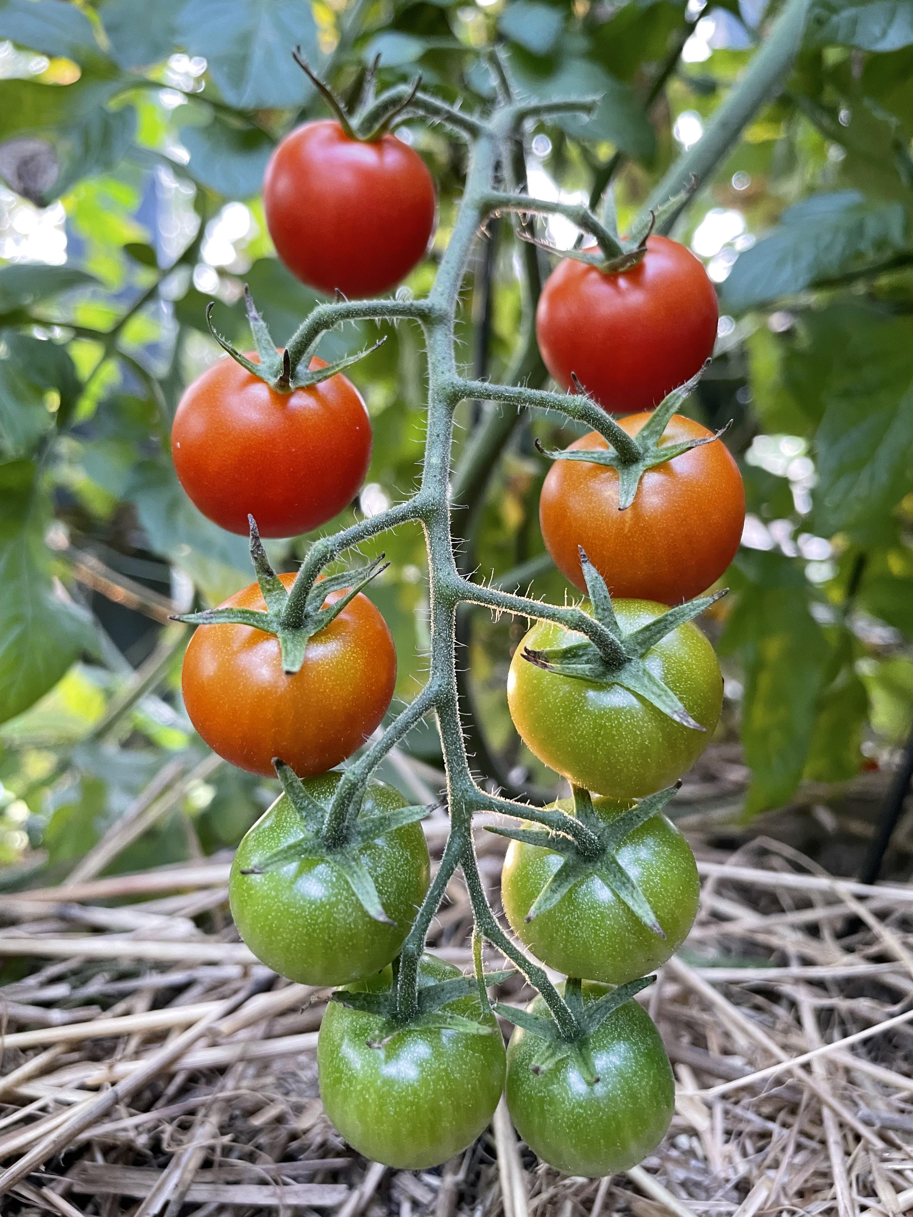 The always photogenic Sweet 100 cherry tomato. Smoky ketchup next. r