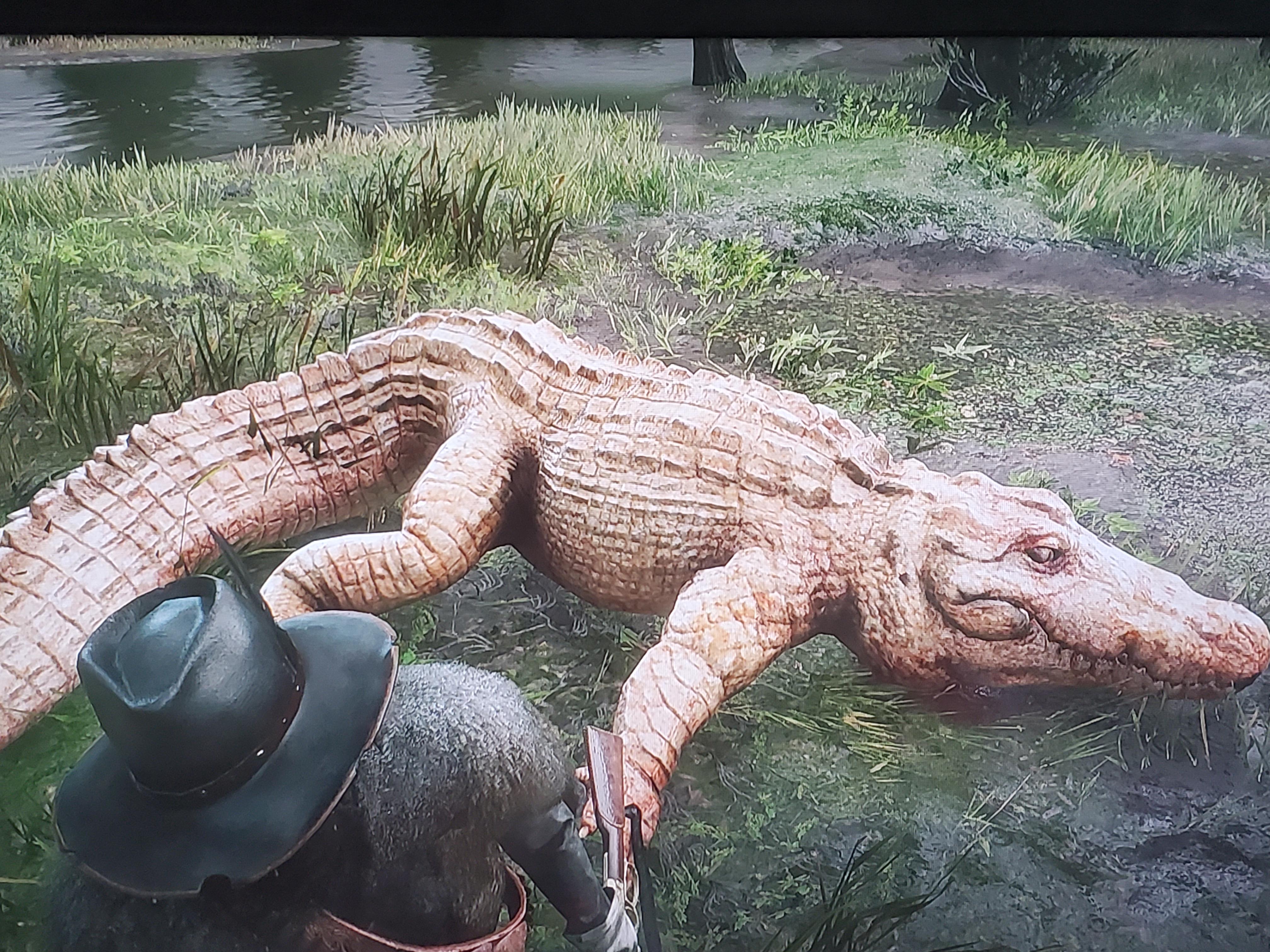 Generally forgot how big the bull gator is. : r/RDR2
