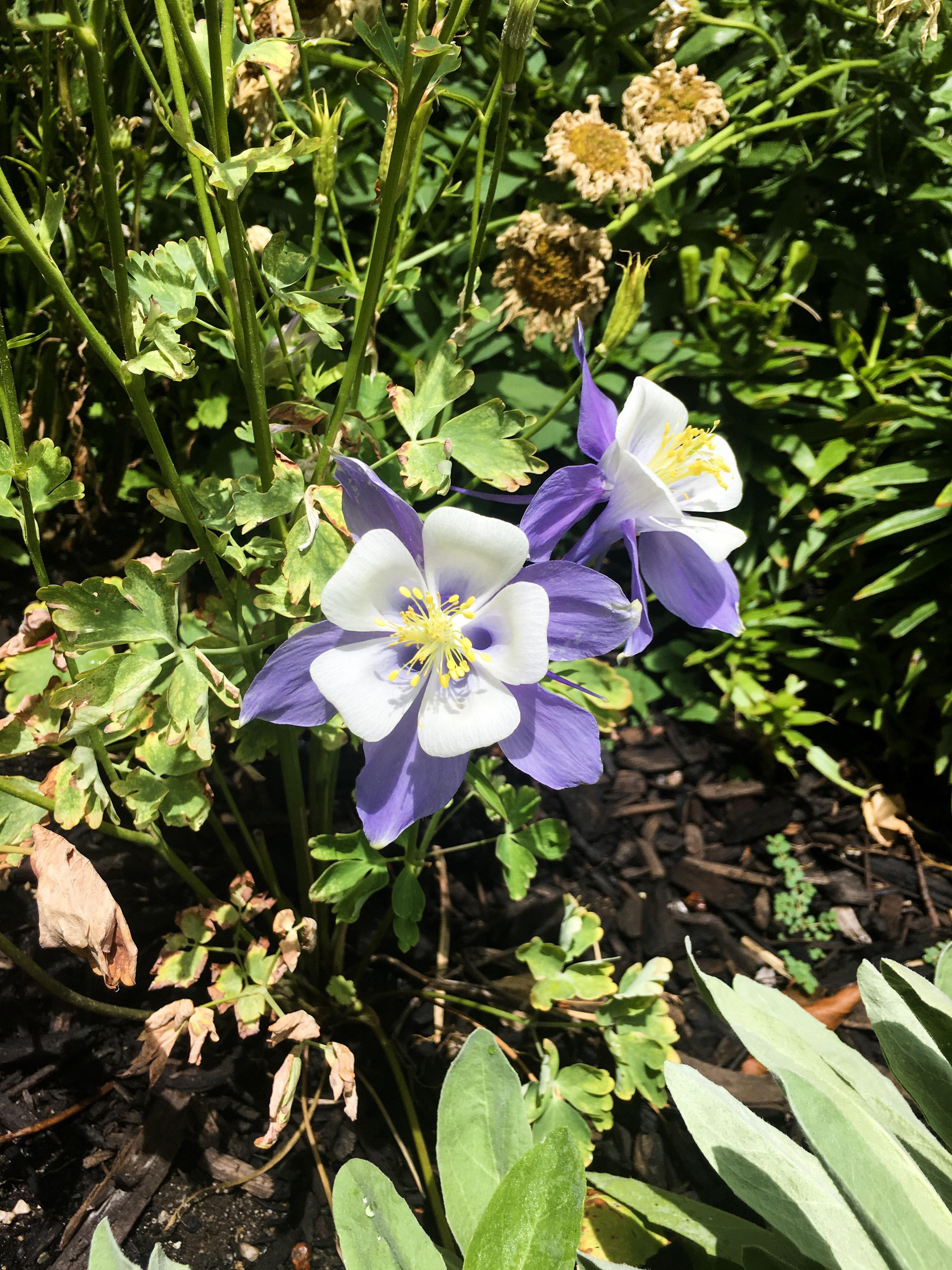 My mother's favorite flowers in her garden r/gardening