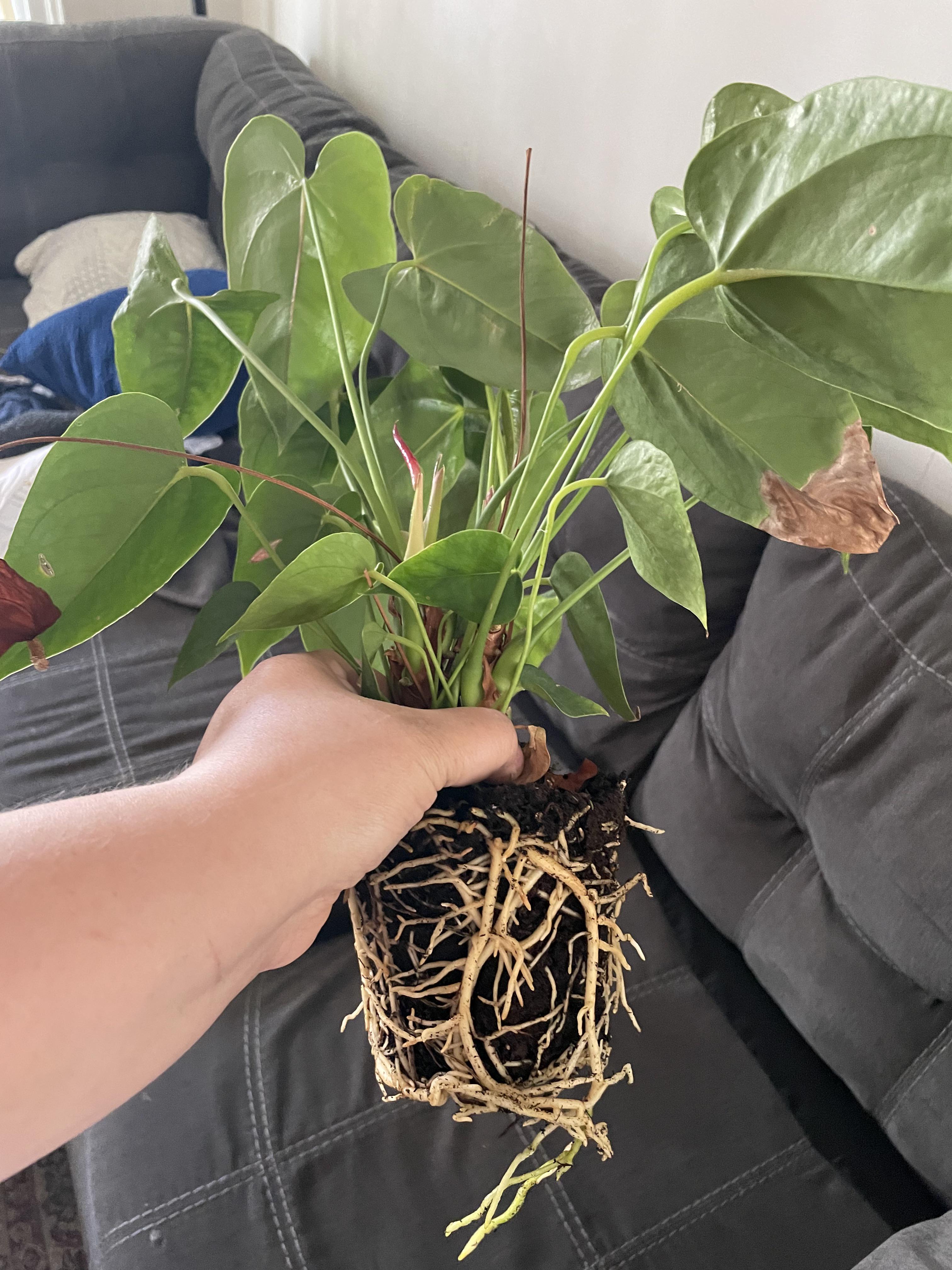 Repotting a flamingo plant rootporn