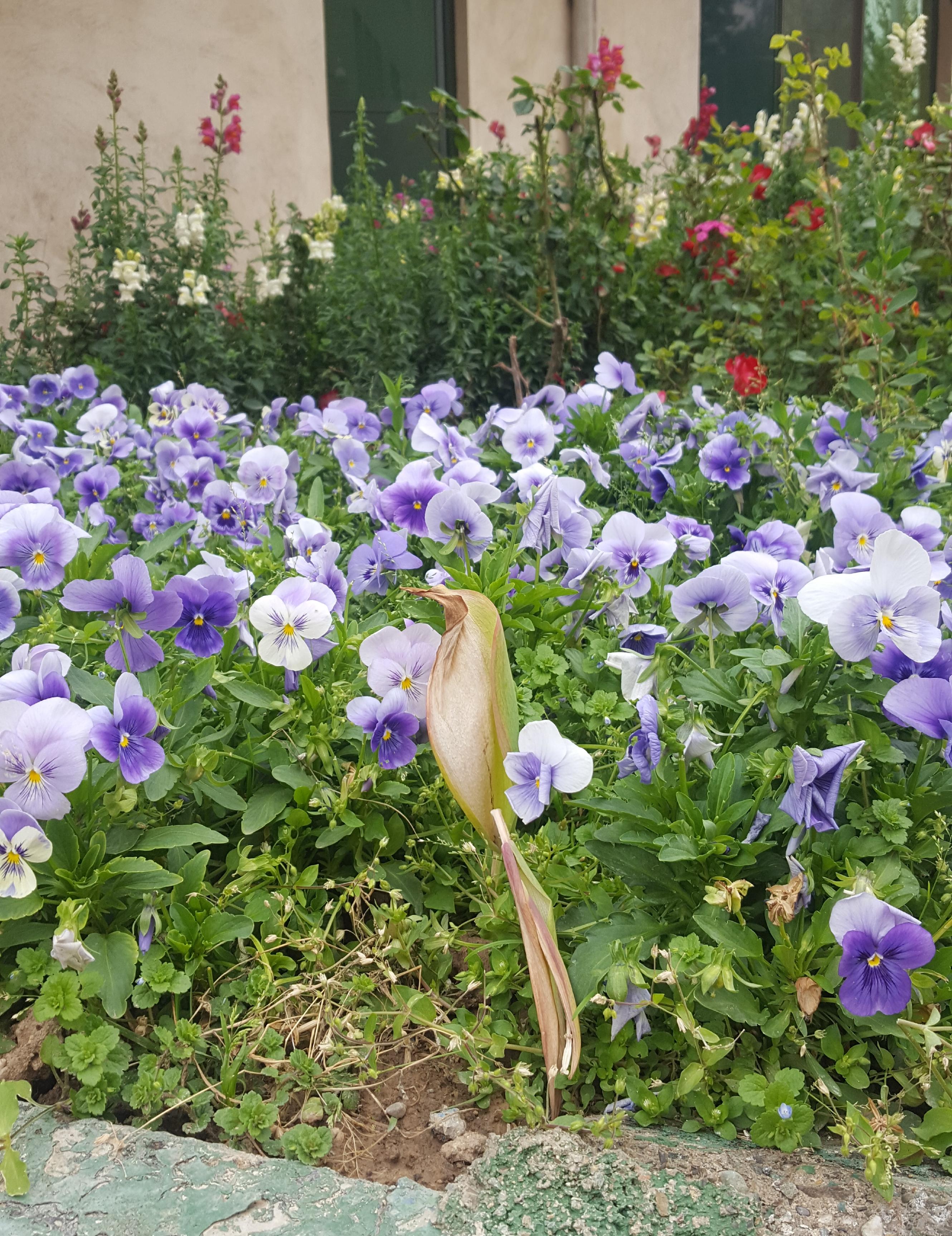 This dried plant looks like a bird. r/mildlyinteresting