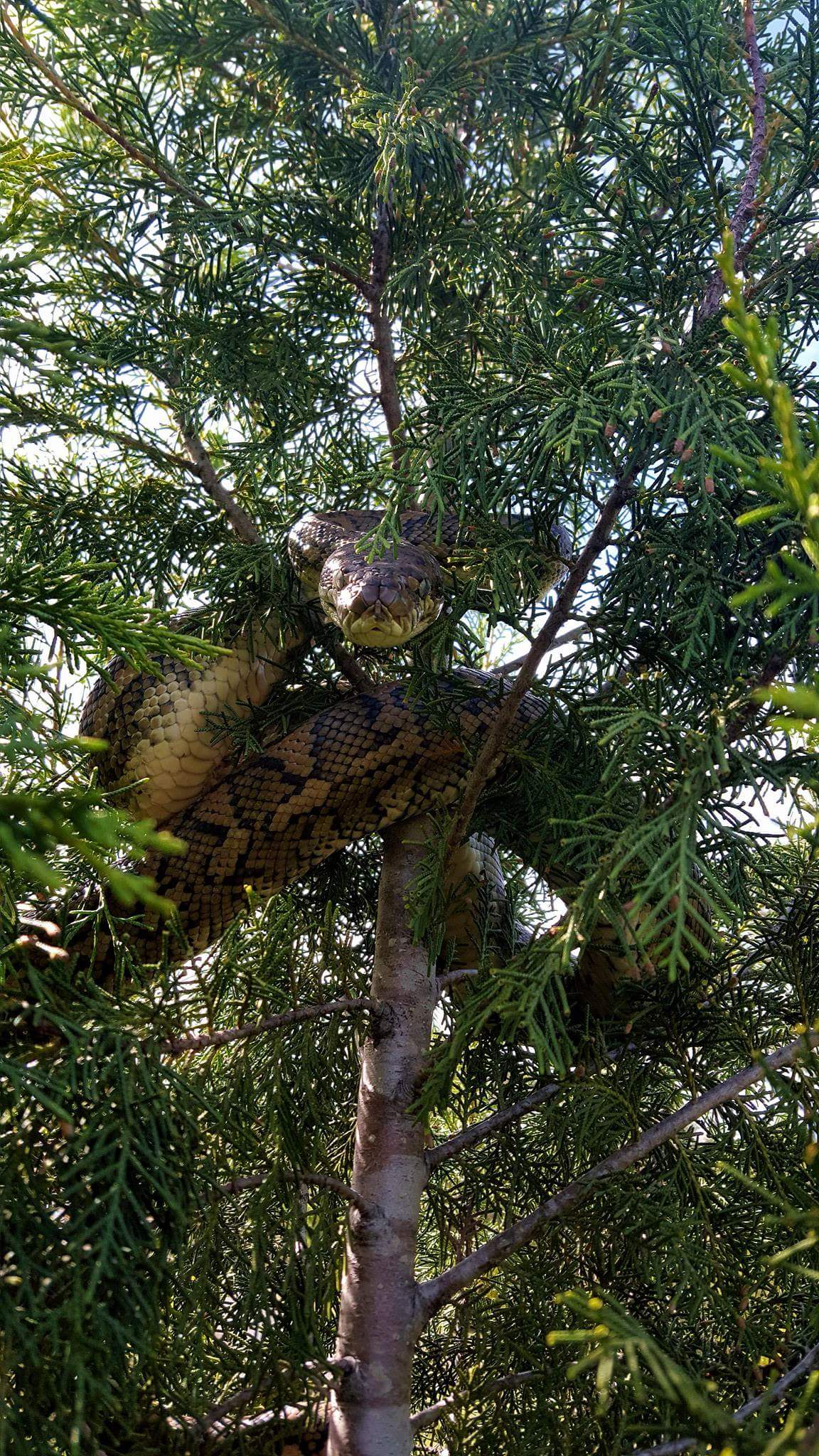 Carpet Python 40 feet up a tree. Brisbane, Australia r/pics