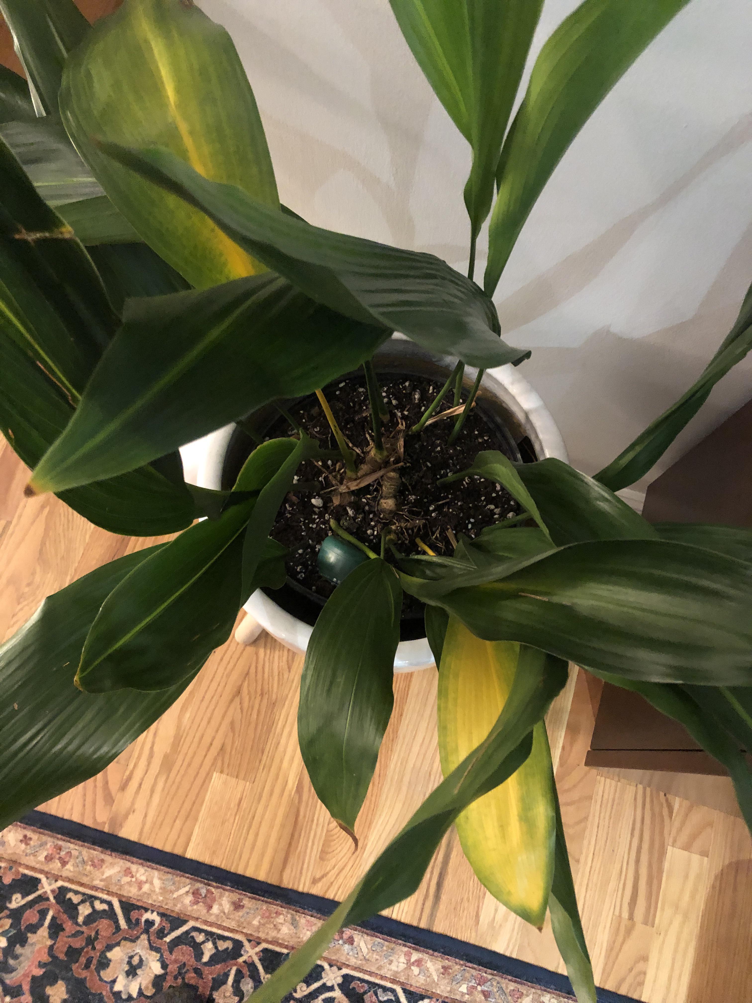 Continued yellowing of cast iron plant r/plantclinic