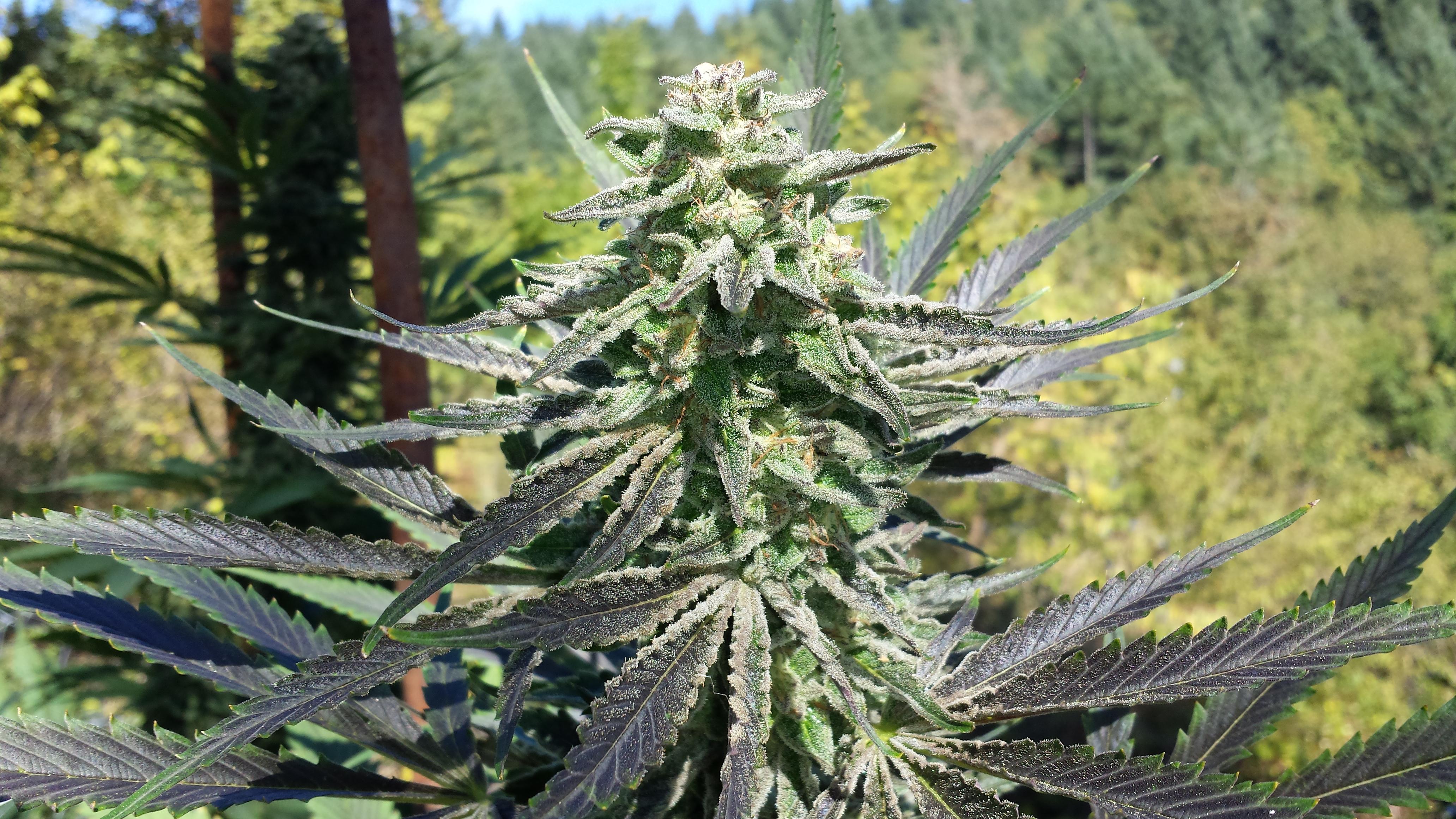 Jager Fem Seeds Grown Organic Outdoors r/microgrowery
