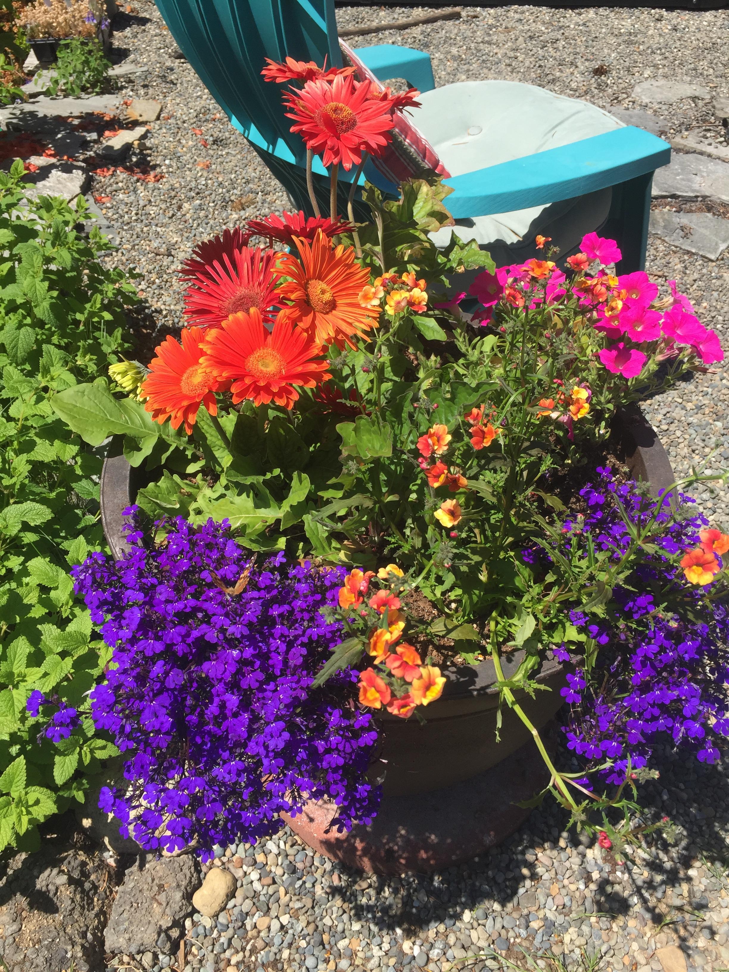 First flower pot of the year r/gardening