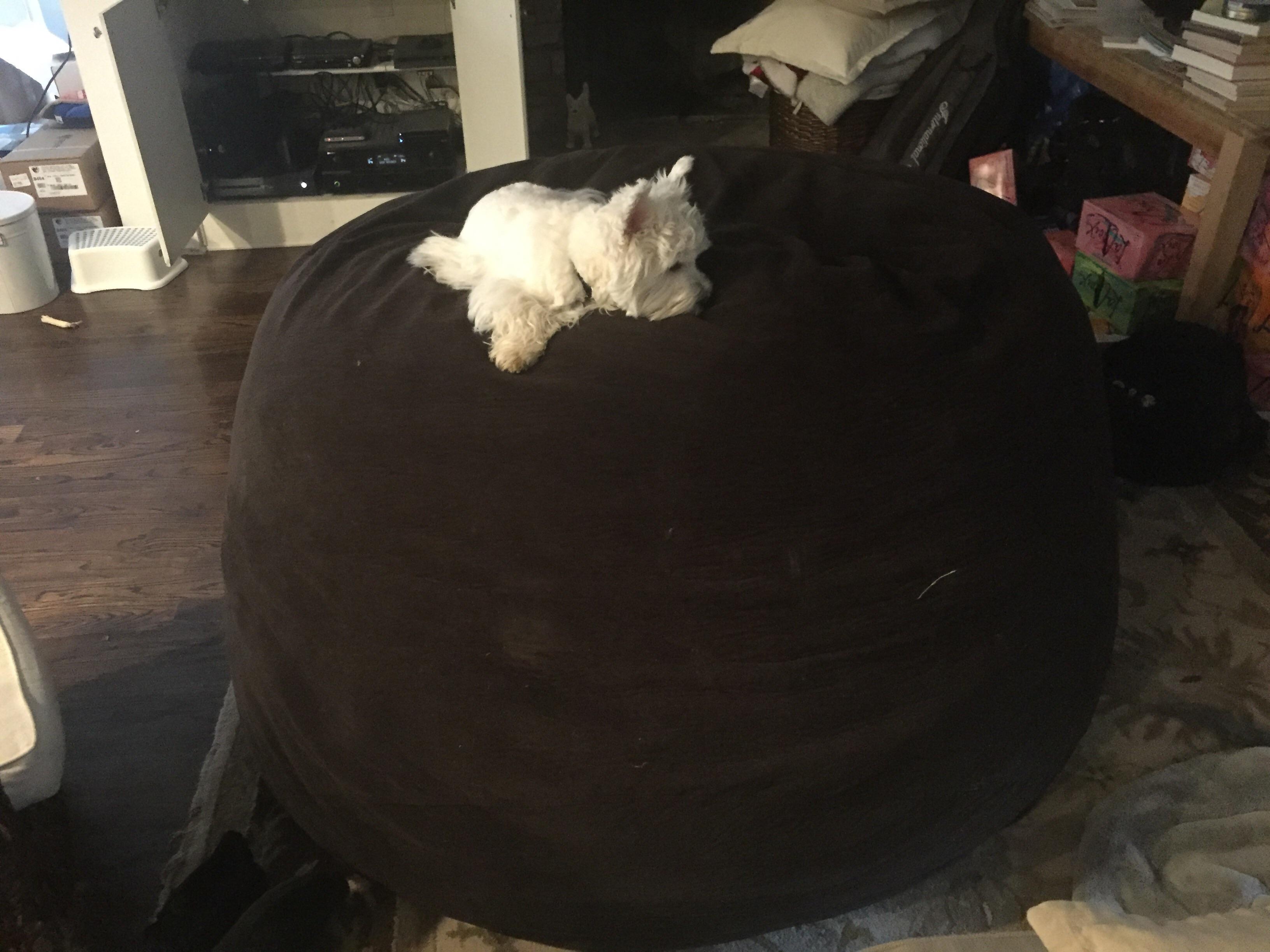 Scotch enjoying the worlds largest dog bed r/WestHighlandTerriers