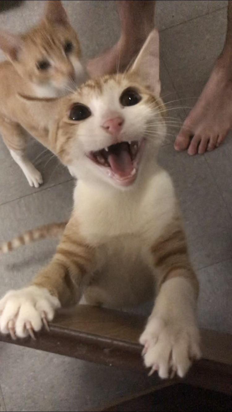 When they hear the wet food can opening sound r/cats