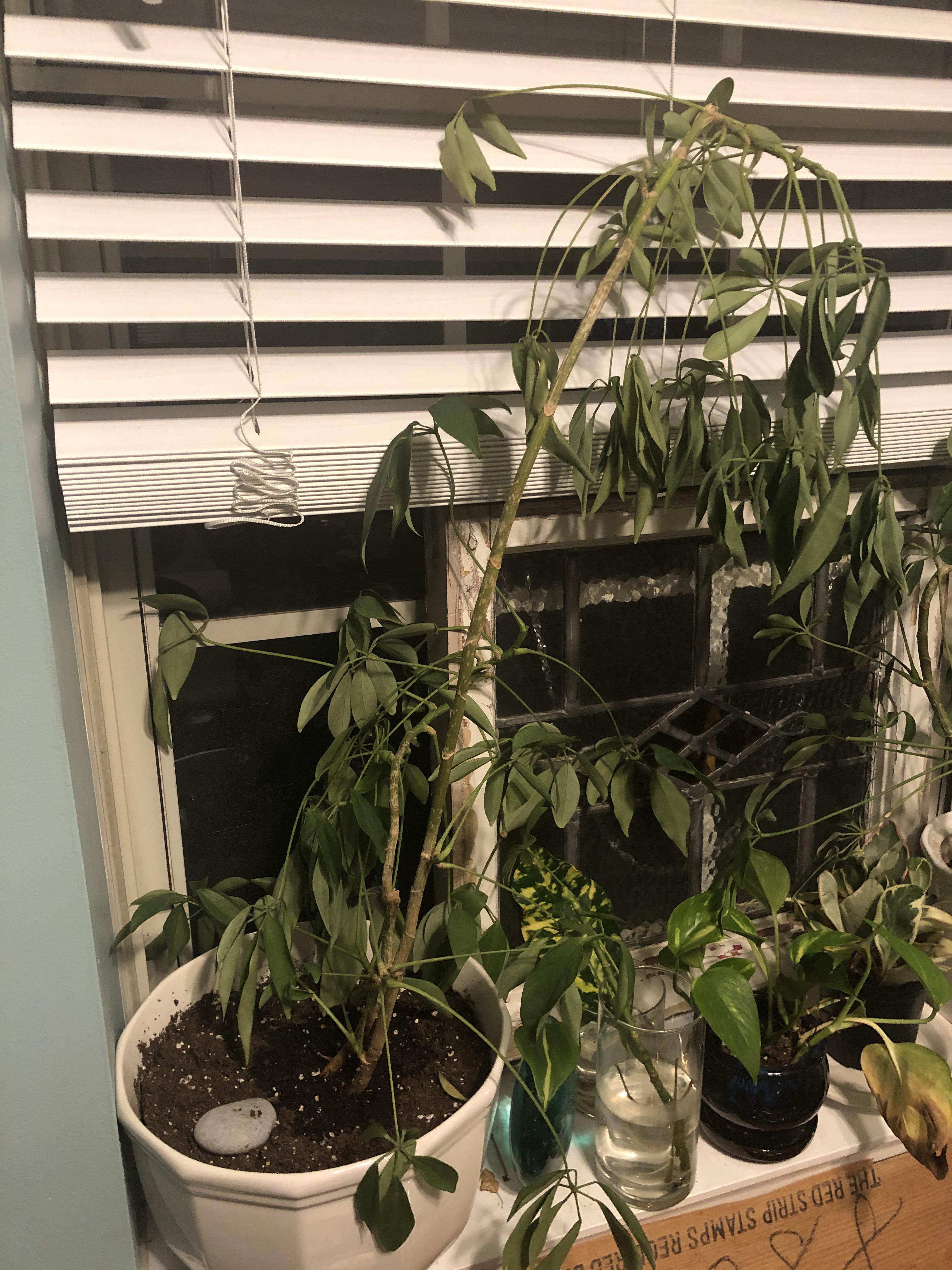 Help! My umbrella trees have curling leaves! They don’t fall off, just