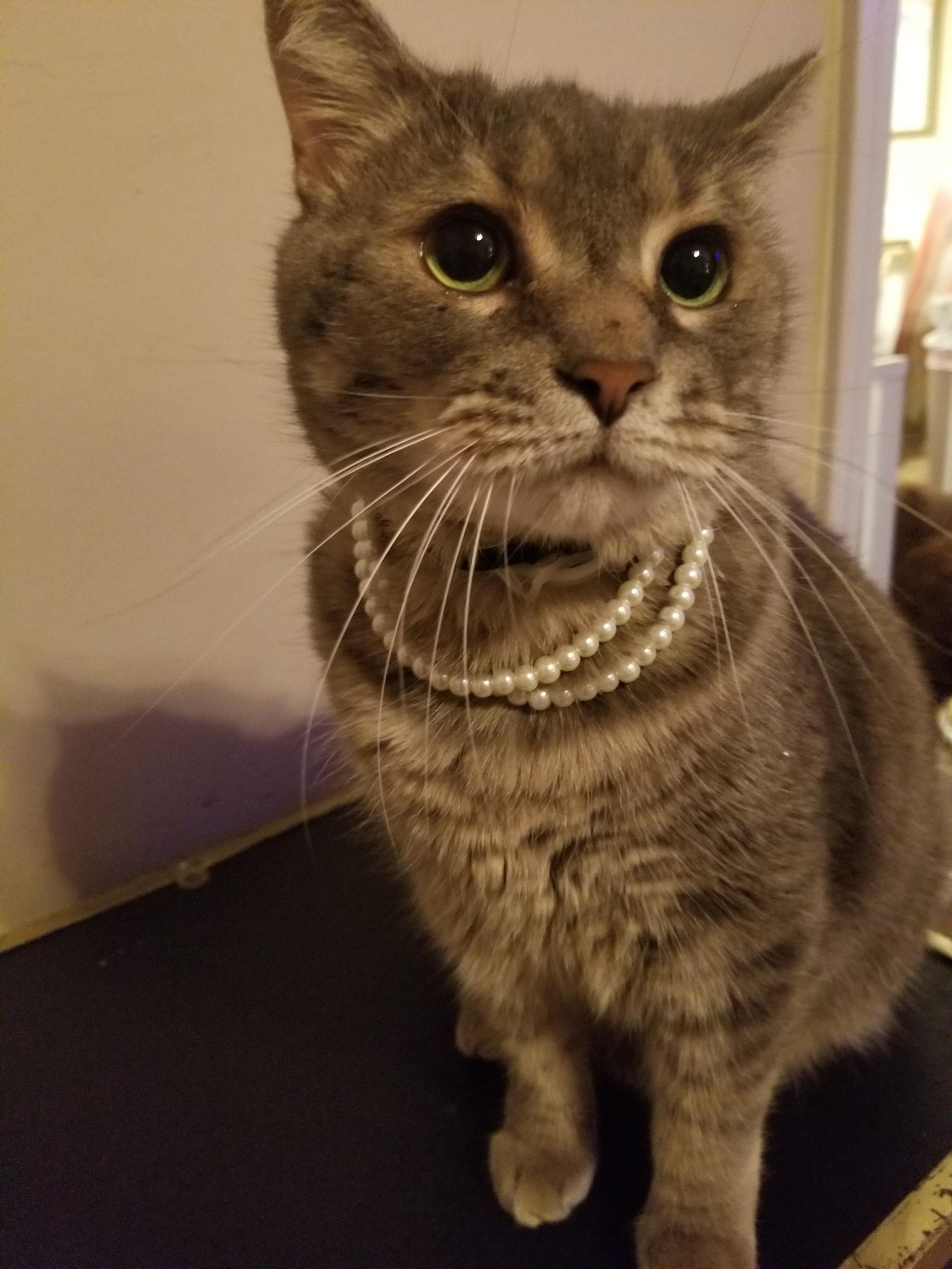 Just a Lady and her pearls r/cats