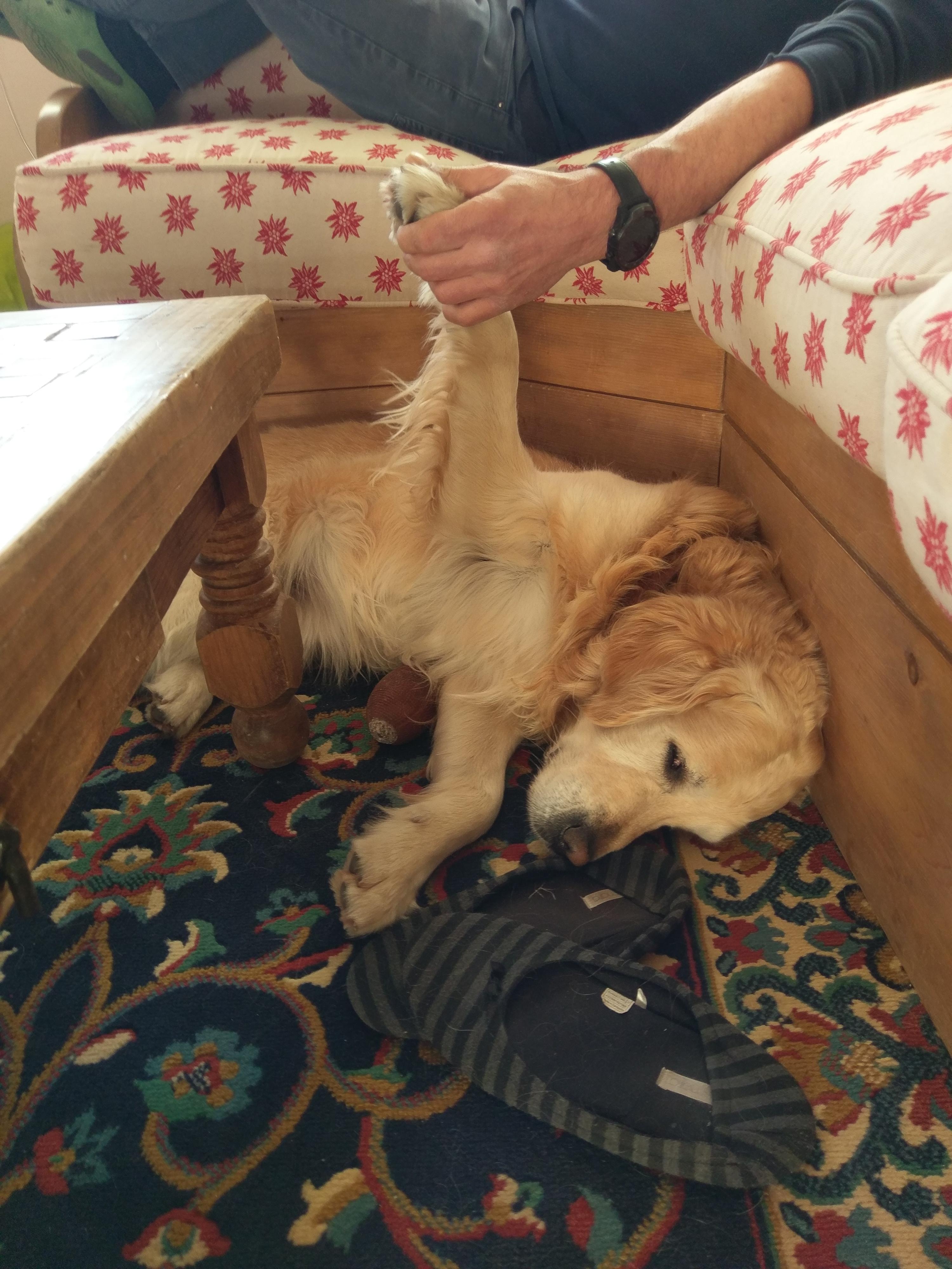My dog wants to have his paw held when someone is on the couch r/aww