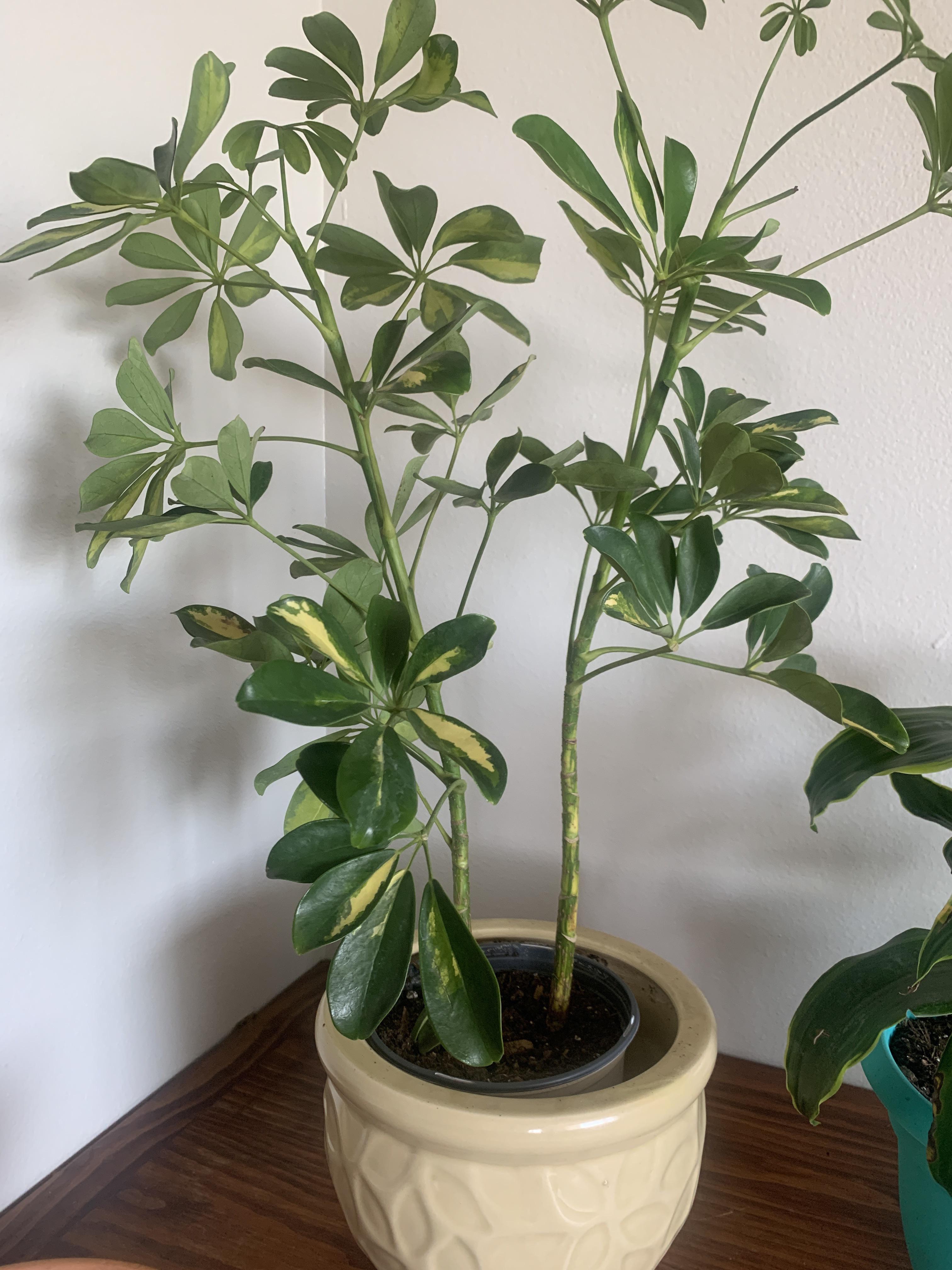 Newest addition! Variegated umbrella tree r/houseplants