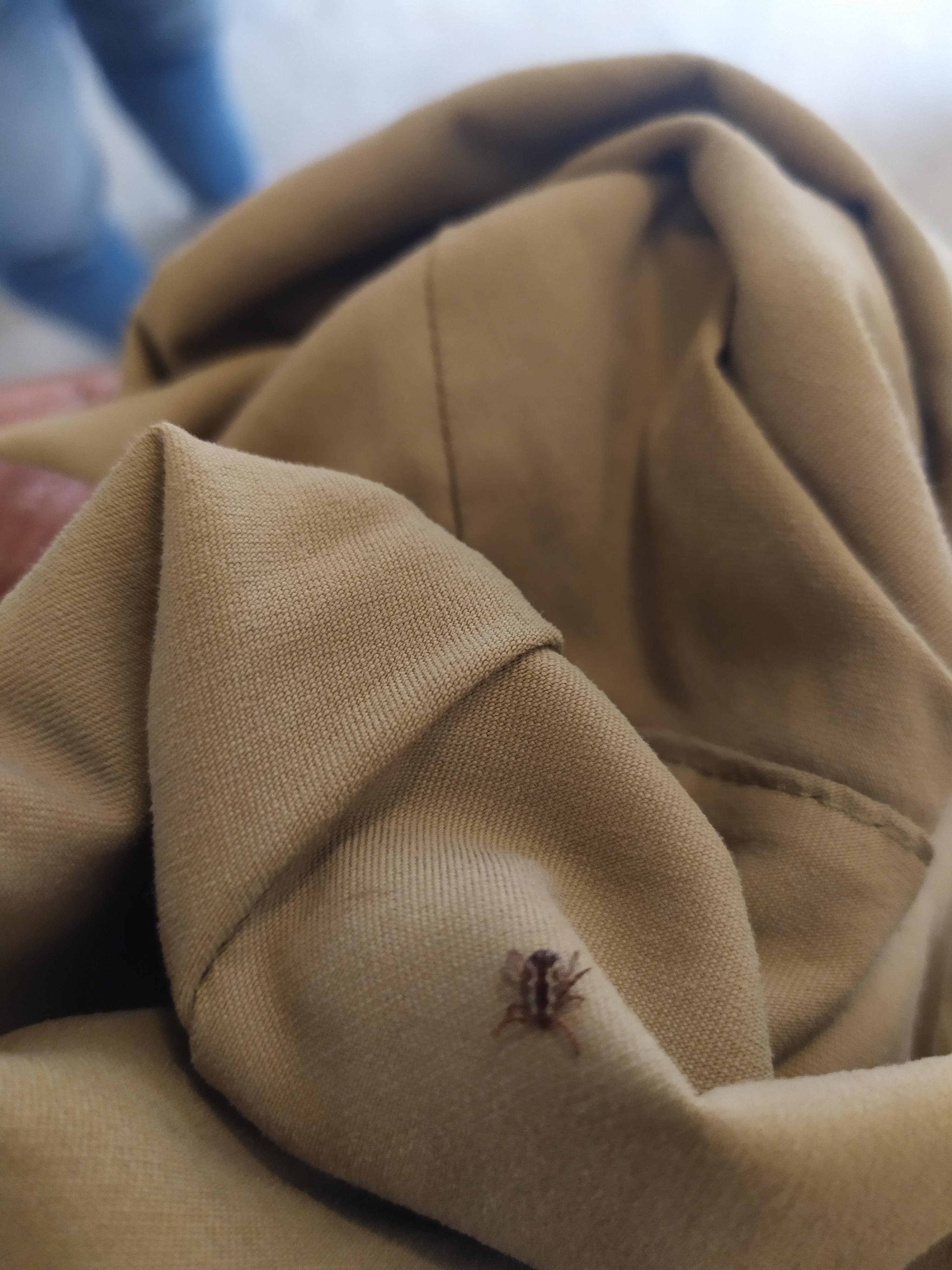 Is it a tick? Southern California less than a quarter inch maybe