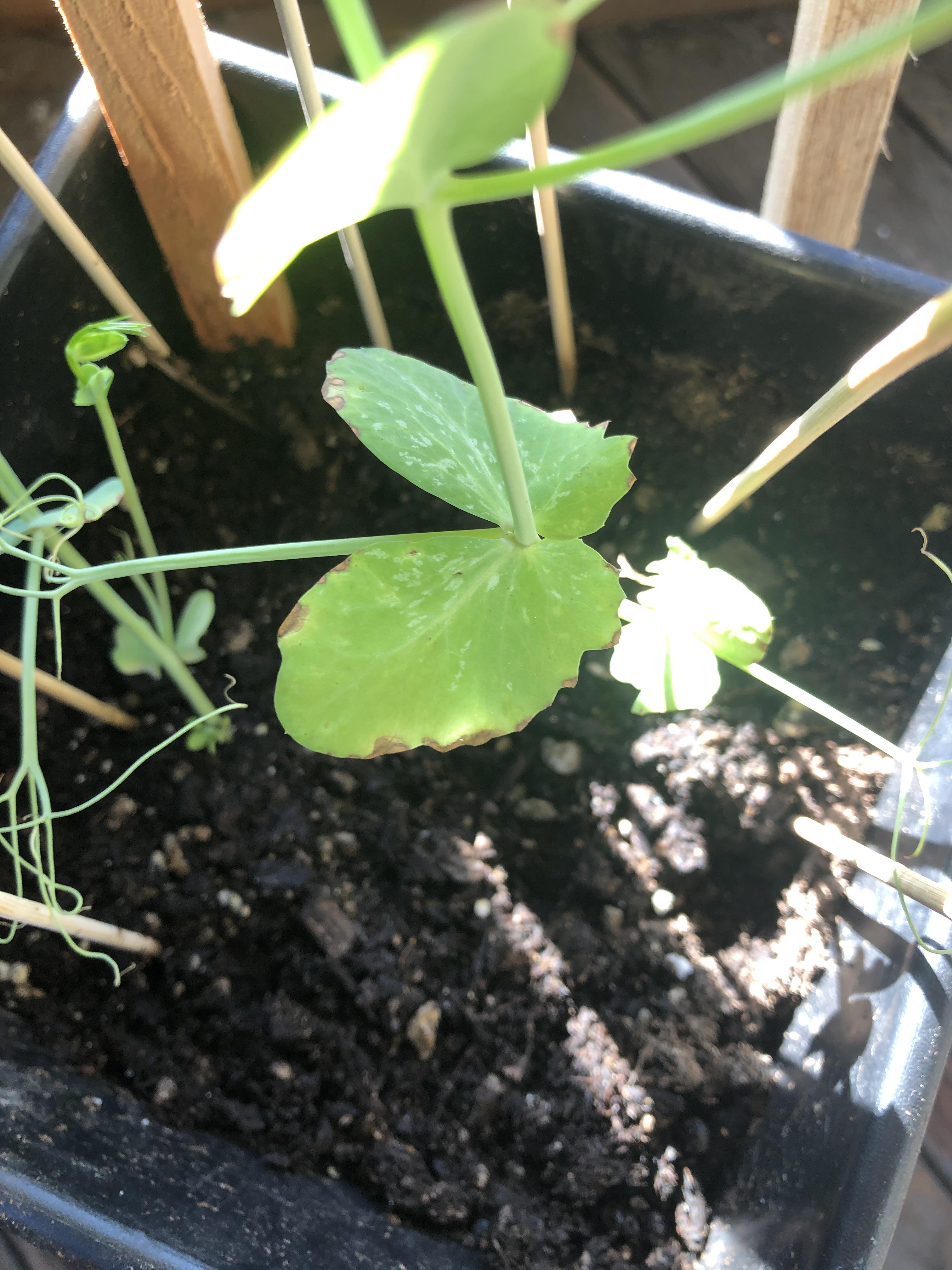 The edges of my cute lil pea plant leaves are turning brown. Any