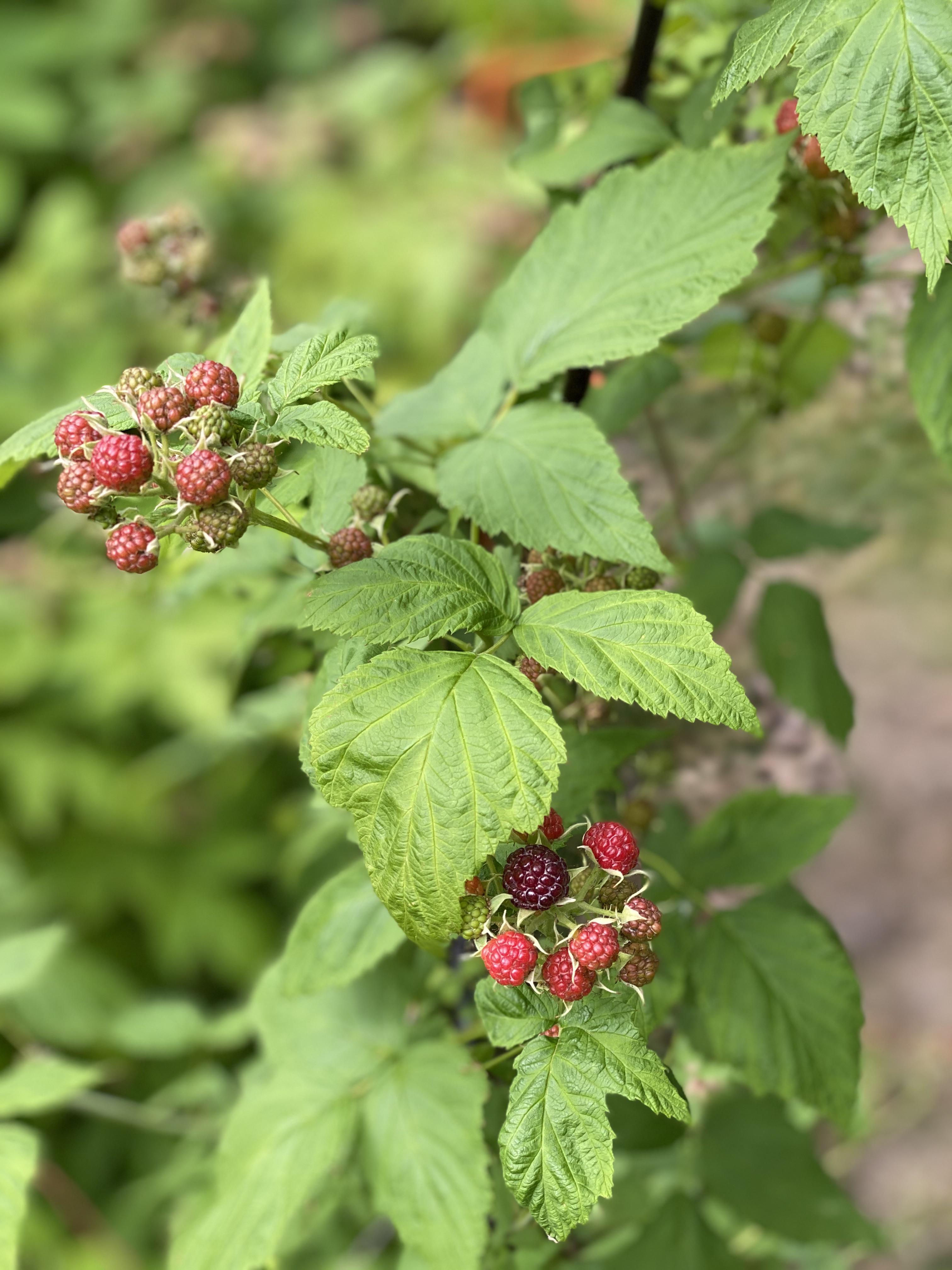 Jewel black raspberries... first of the season r/gardening