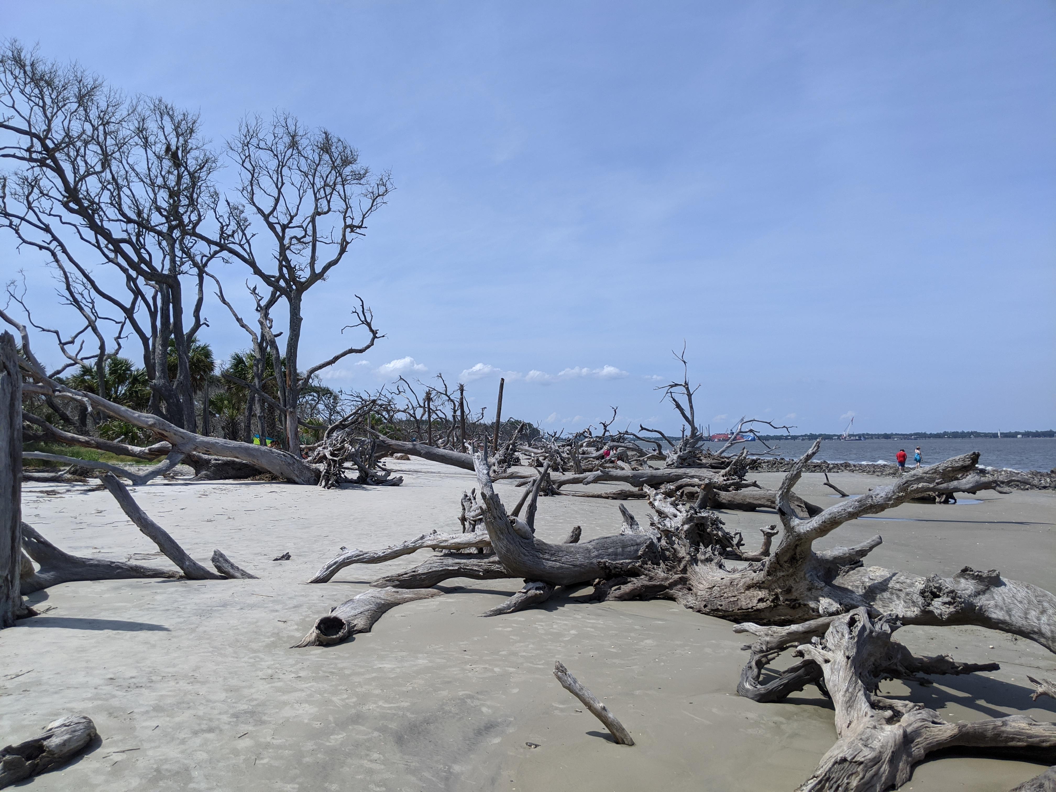 Perfect day for a beach trip at Driftwood Beach, Jekyll Island.