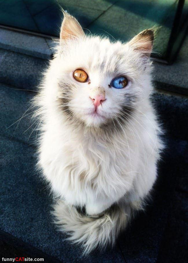 The sweetest cat with two different eye colors! r/aww