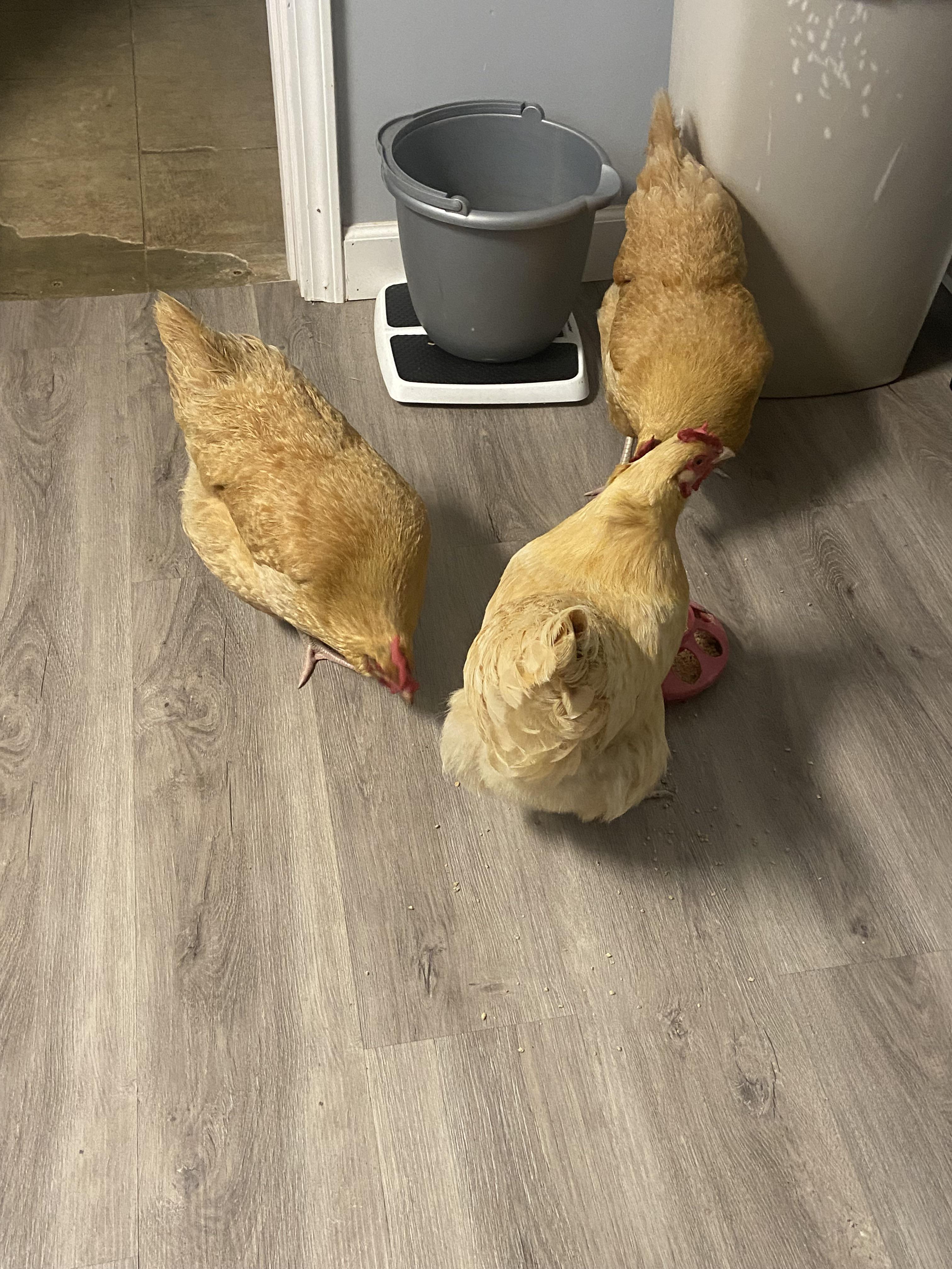 How many? r/chickens