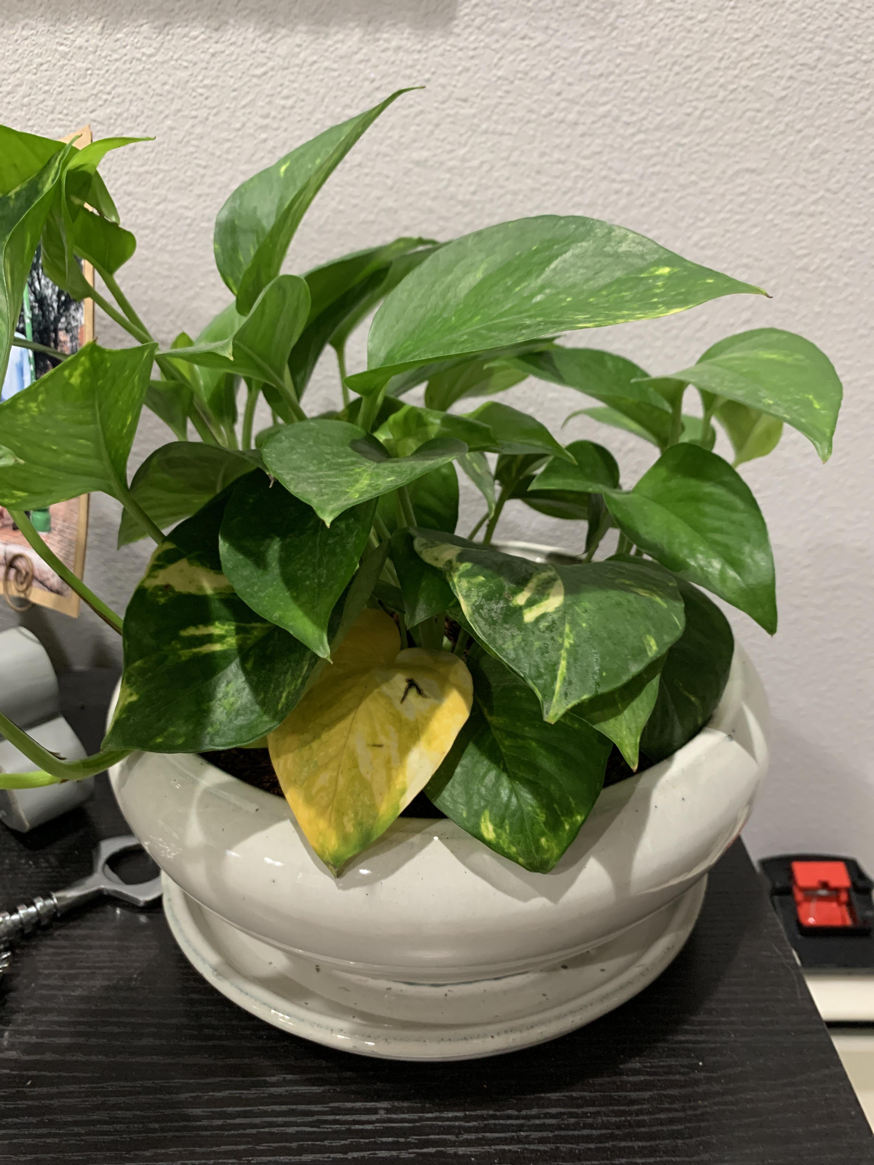 Am I overwatering my pothos? This leaf turned yellow this week. r/pothos