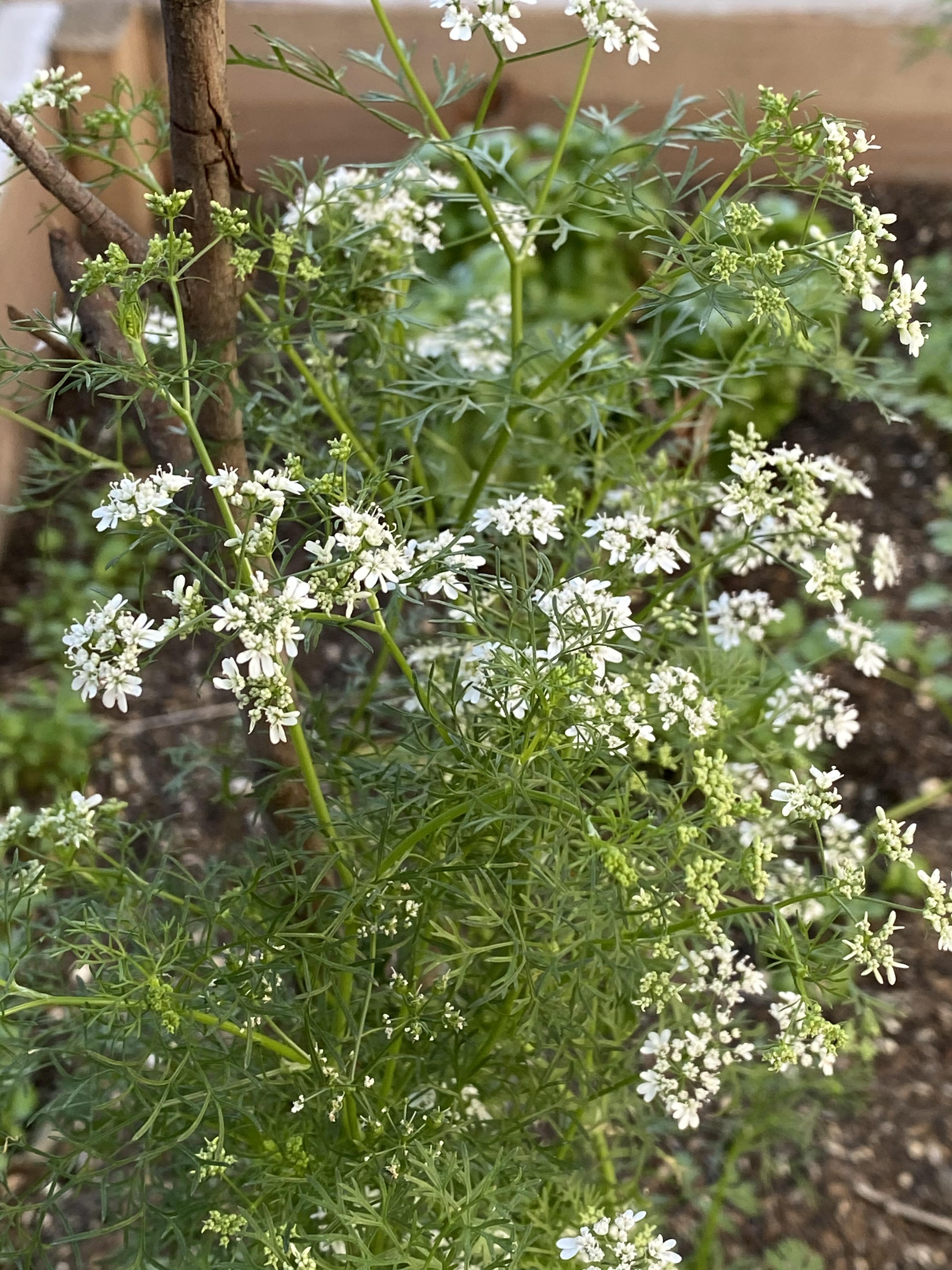 Newbie needs help! Why did I get flowers on my cilantro plant? Thank