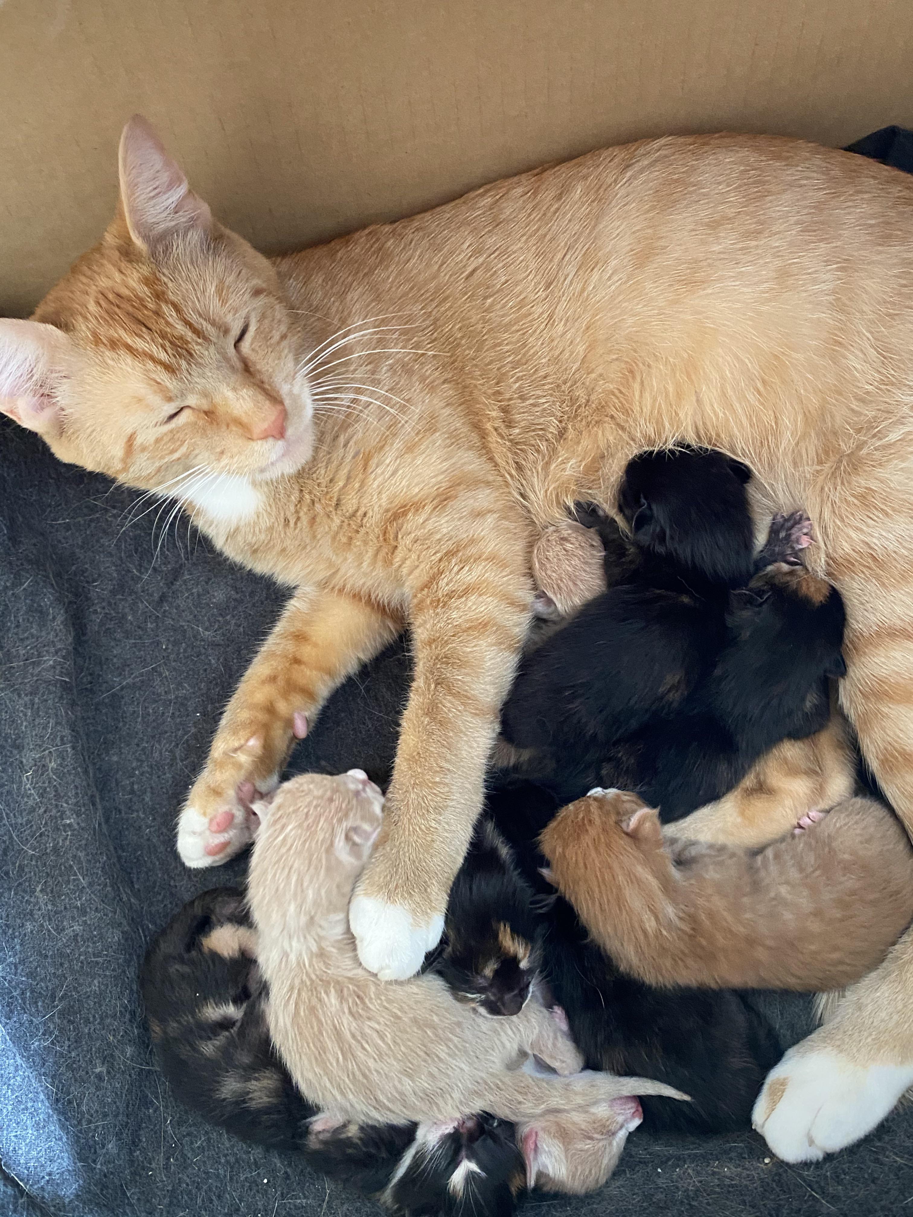 My cat gave birth to 9 kittens! aww