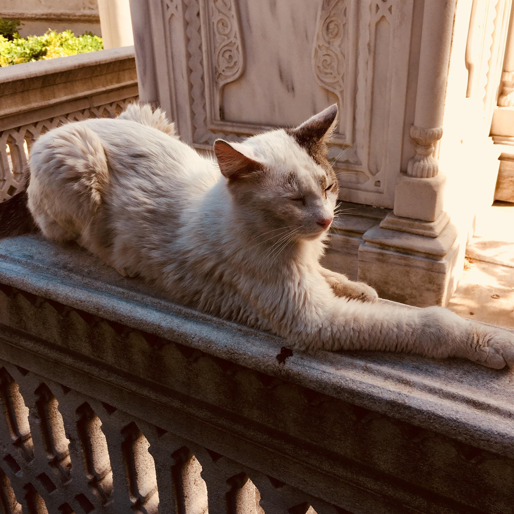 Beautiful cat in an istanbul cemetary r/TurkishCats