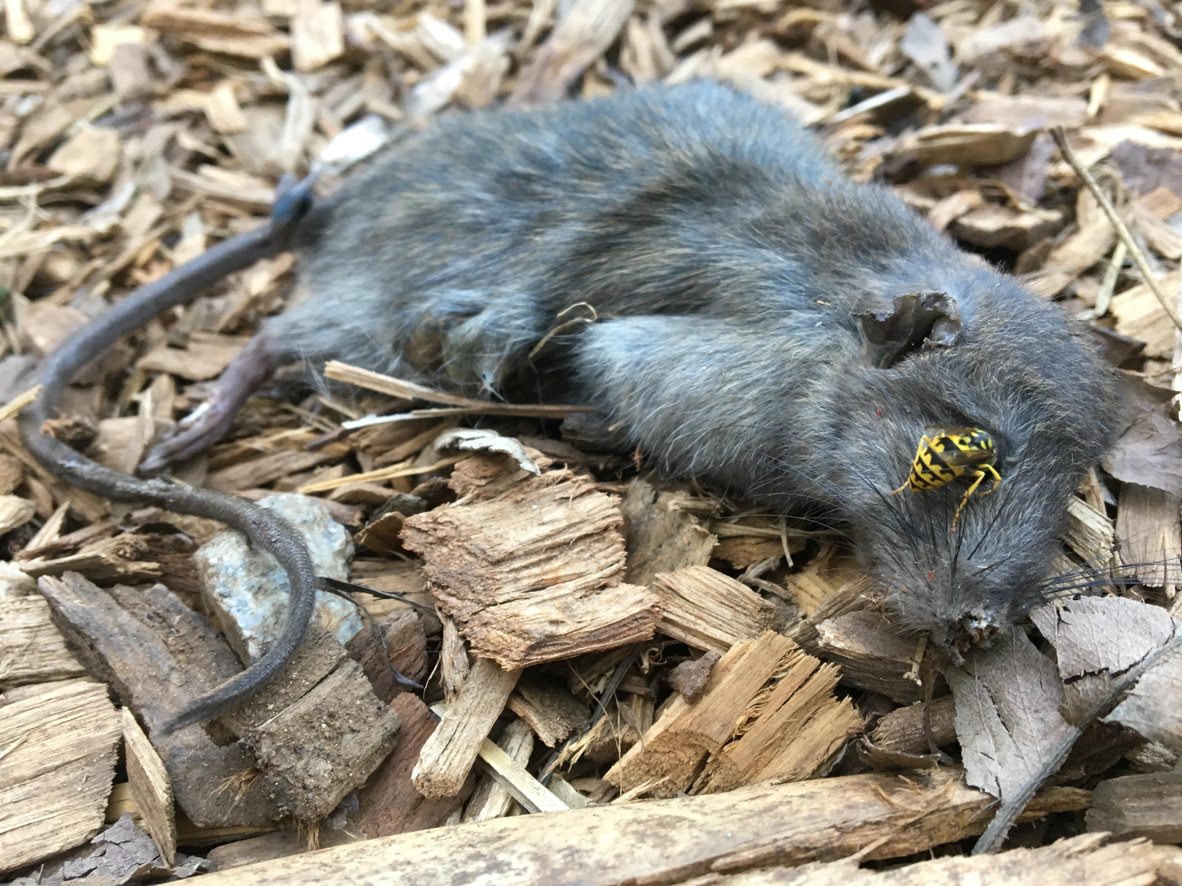 Found a wasp eating a dead rat's brain through its eye socket! (OC) r