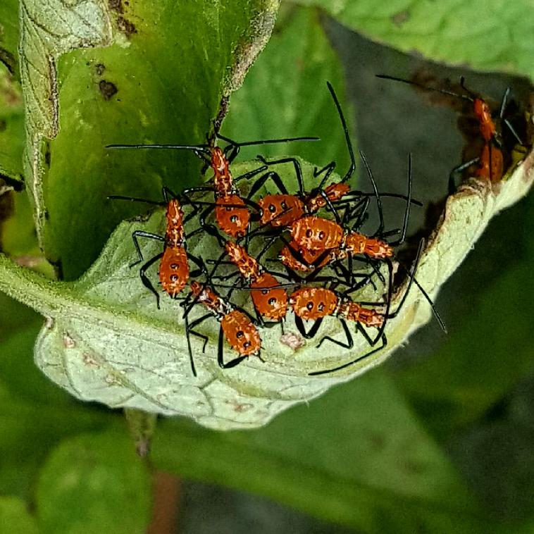 What are these little orange guys on my tomato plants? Are they