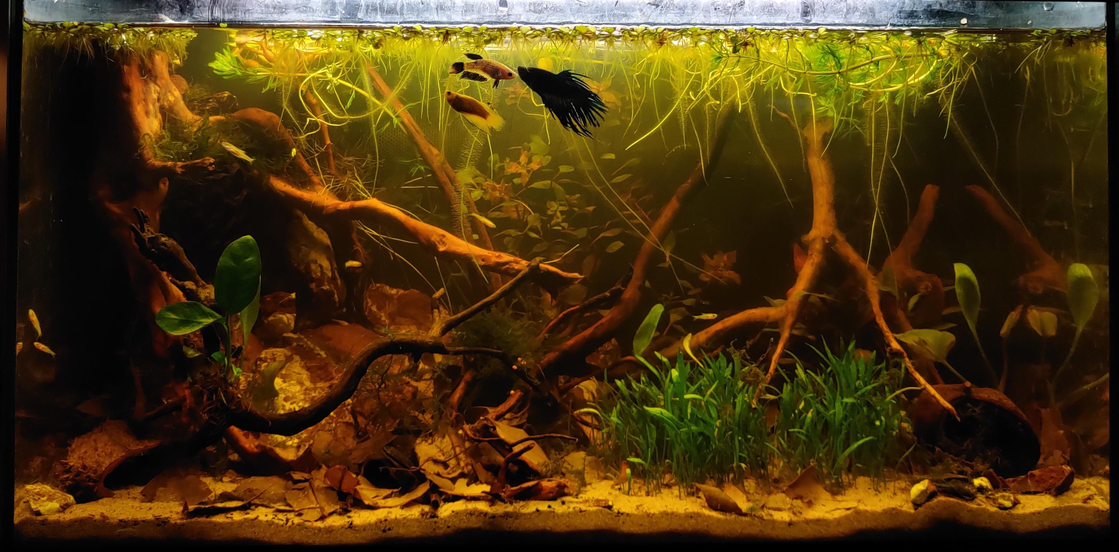 My first Blackwater build r/BlackwaterAquarium