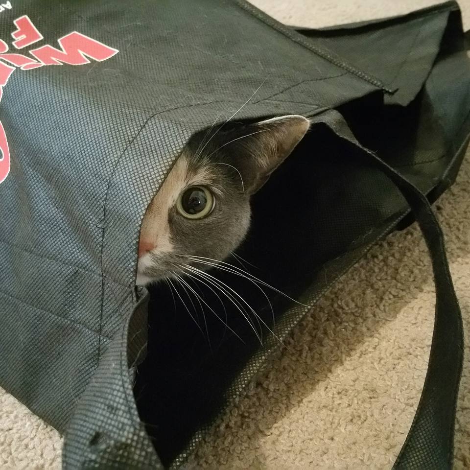 My cat won't fall for box traps, but she has a weakness for bags. r
