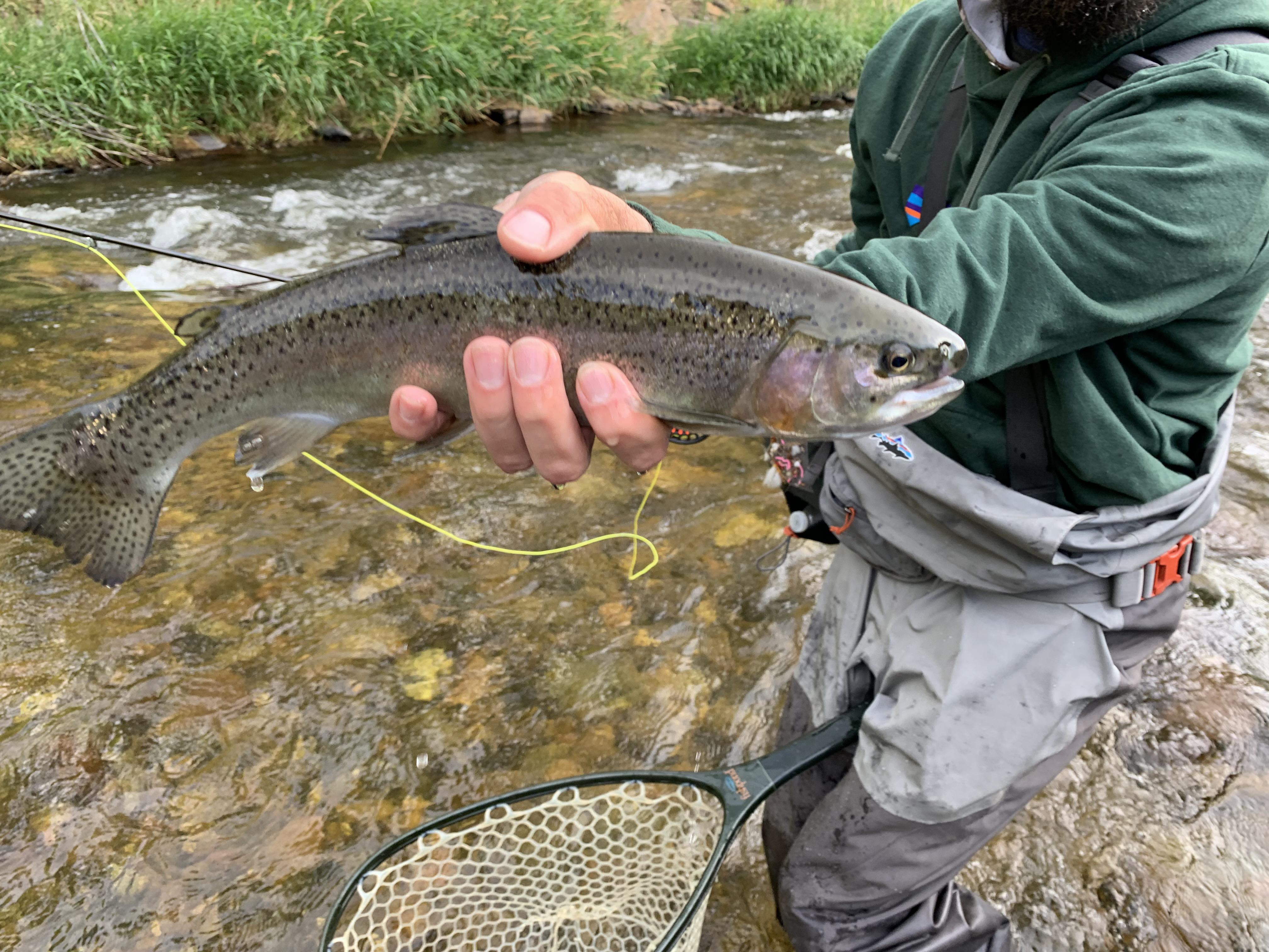 My first trout. Estes Park, CO r/flyfishing