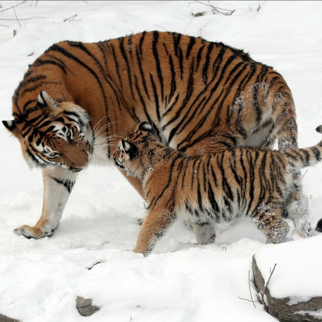 🔥 Dad Tiger and Cub r/NatureIsFuckingLit