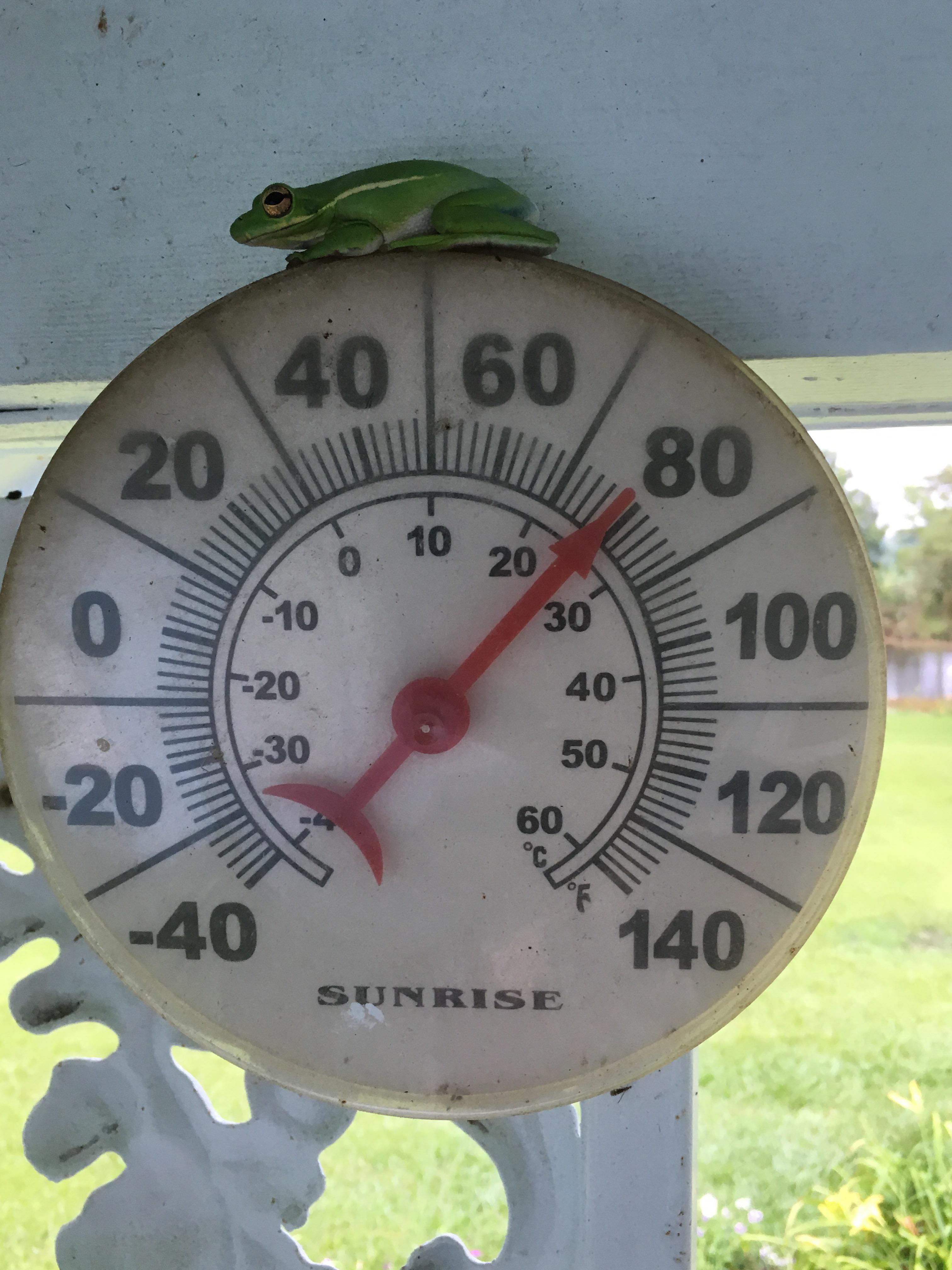 Frogs everywhere and this guy decided the thermometer was his new home