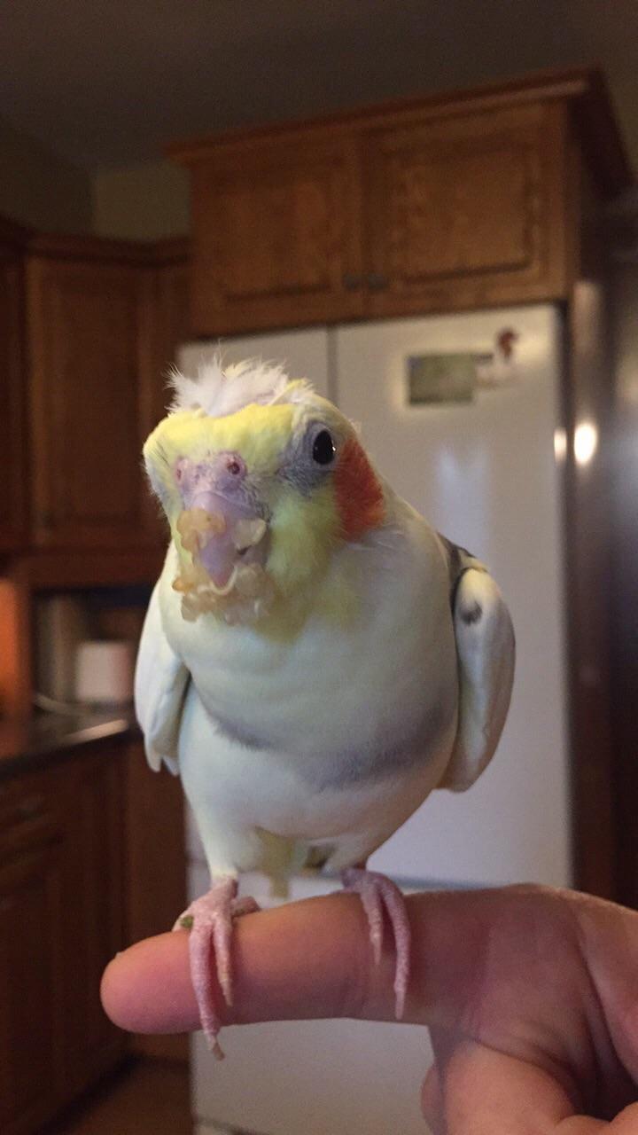 Pearl’s favourite snack (quinoa) r/cockatiel