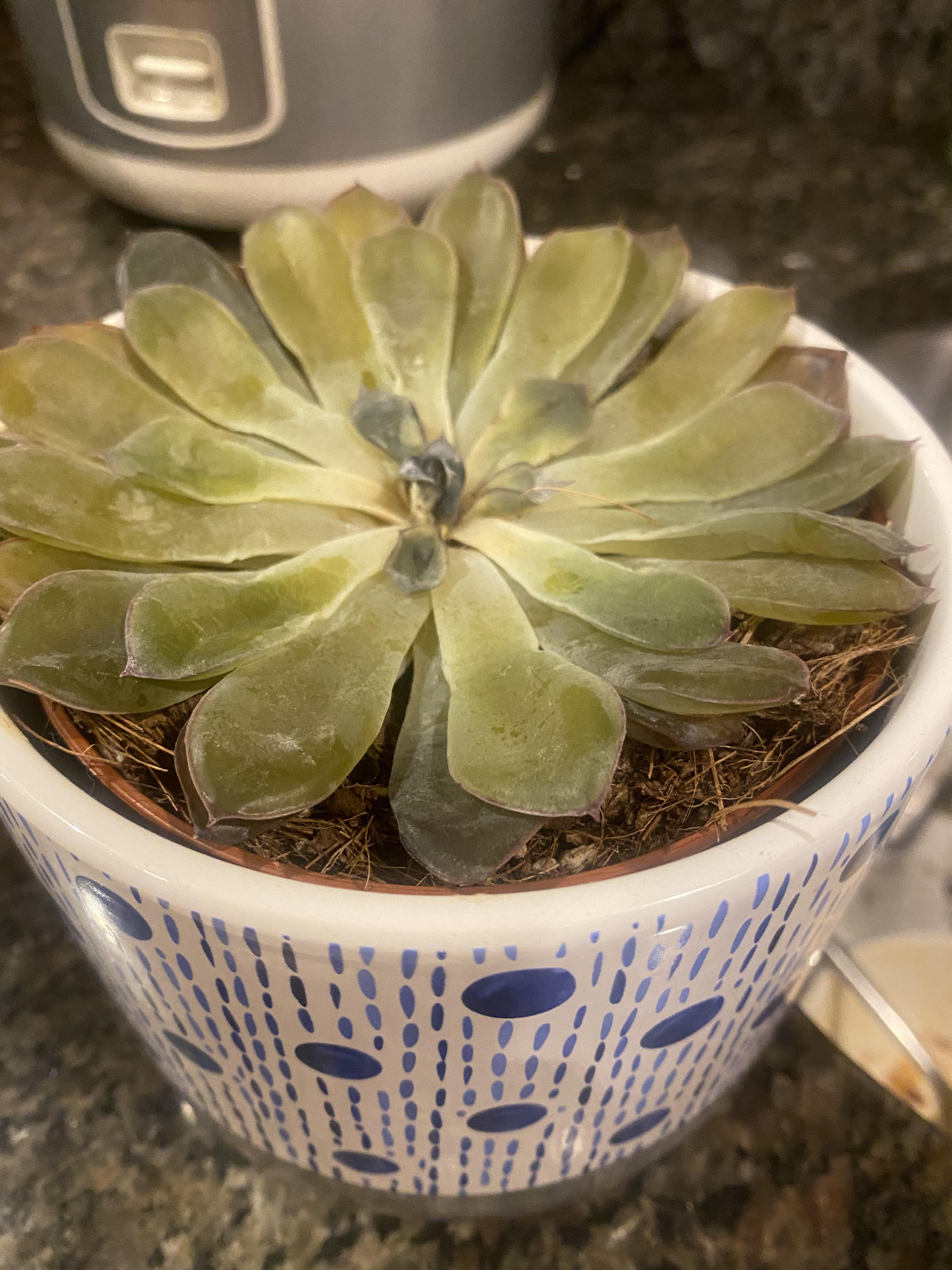 Gifted succulent dying resurrectable? Thx! r/plantclinic