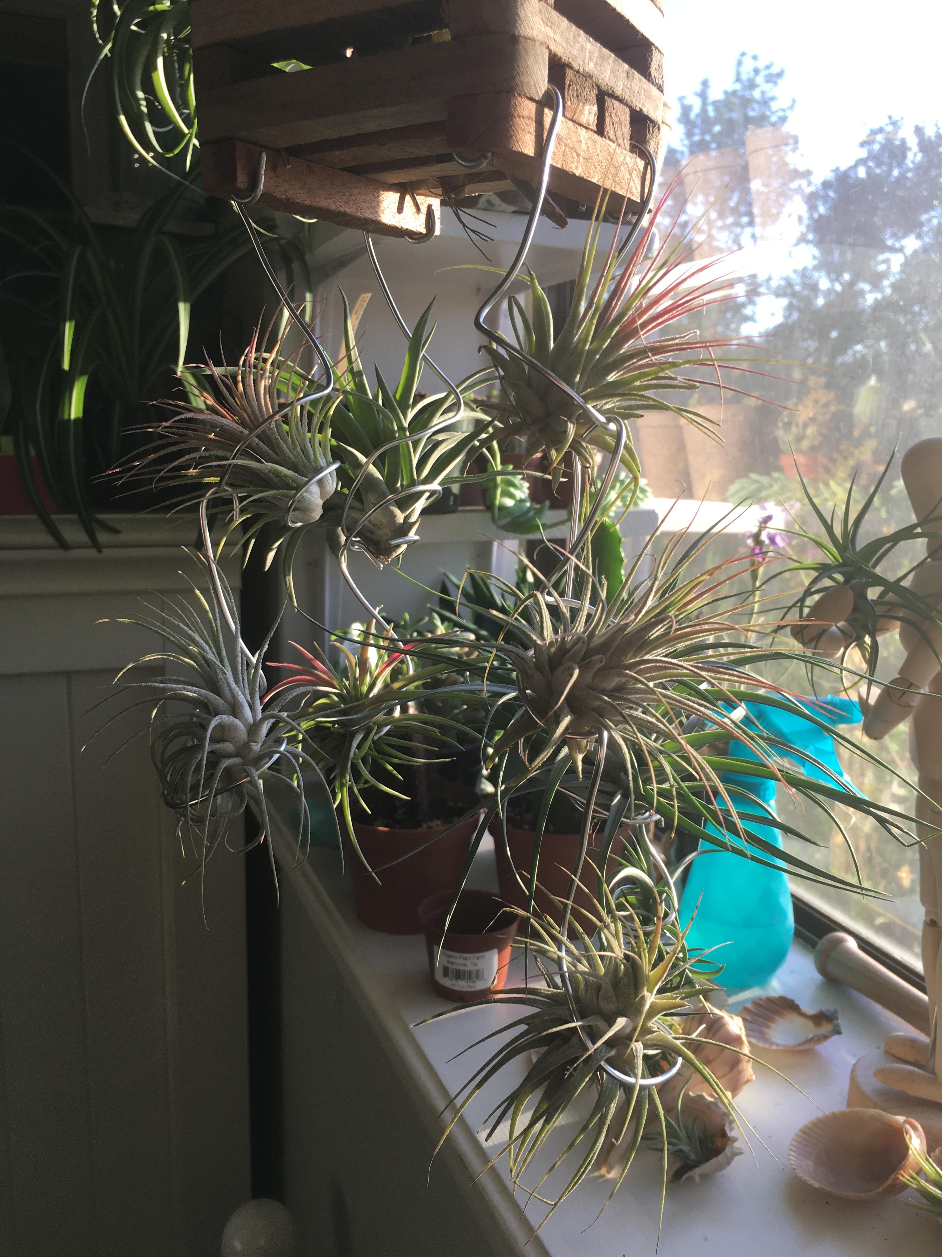 I hung my ionanthas and a few others from my hanging wooden basket(I