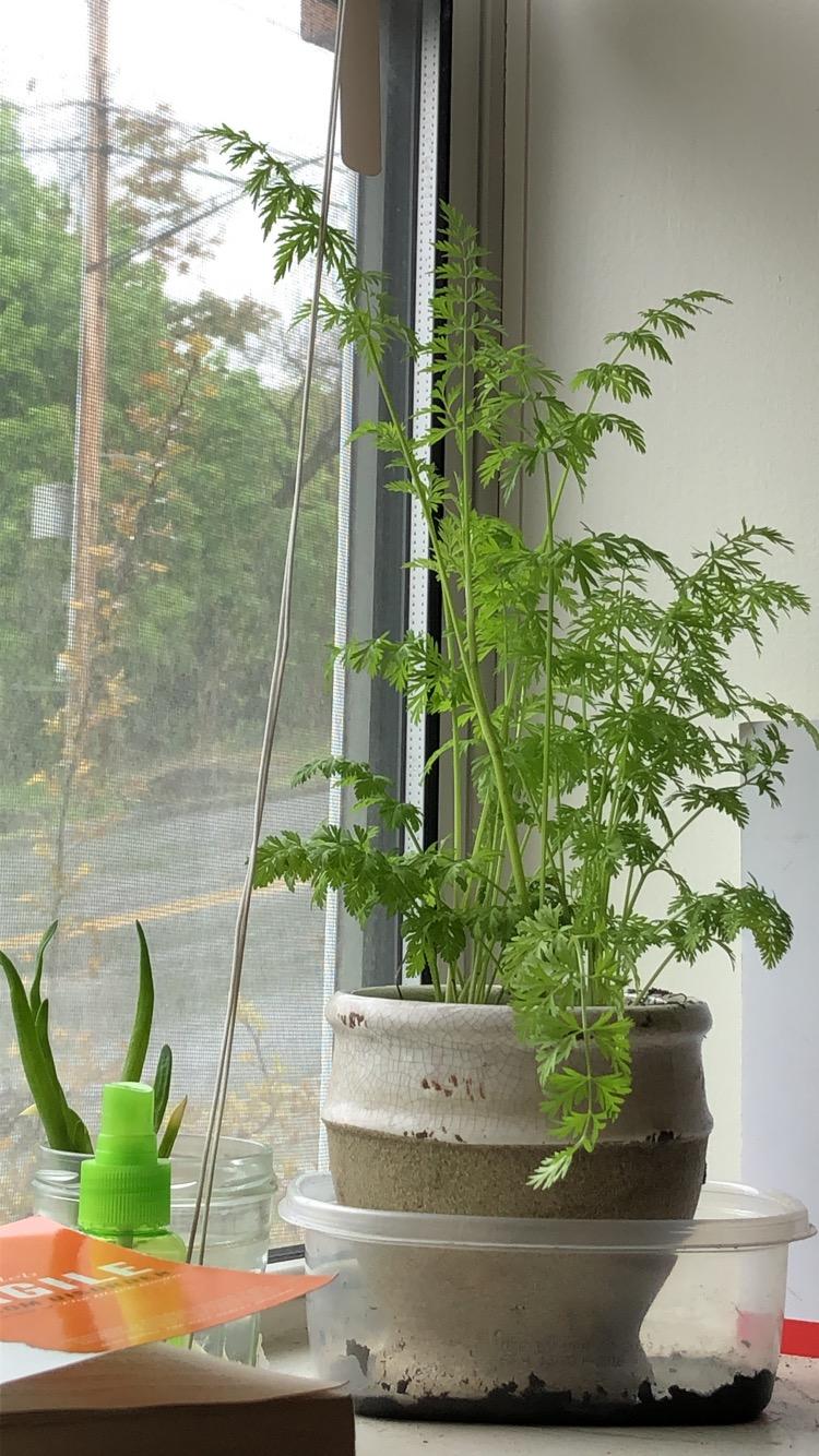Planted some sprouting carrot tops 2 months ago... now I have a happy houseplant r/gardening