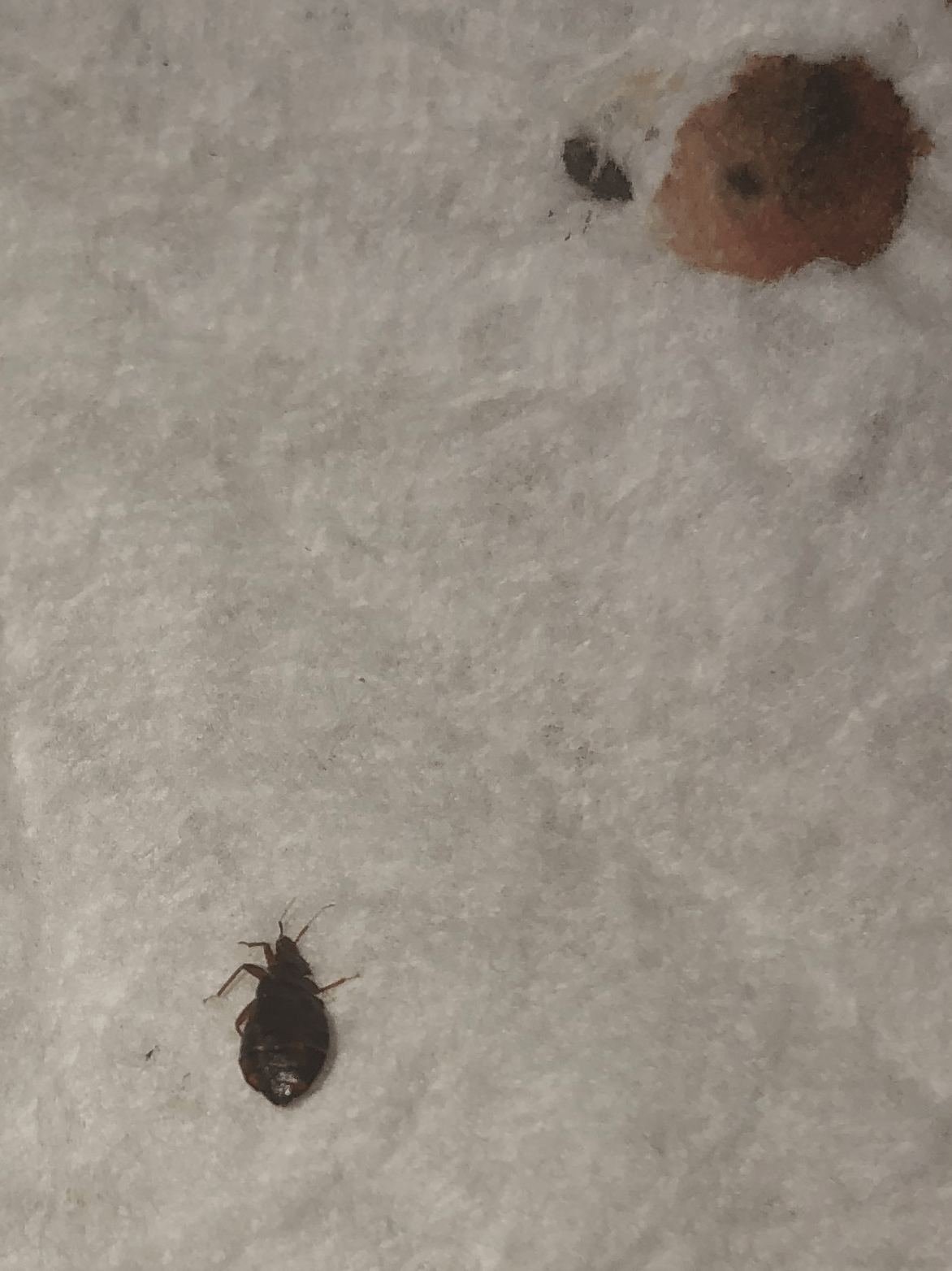 Found a bedbug(?) tonight crawling on my sheets r/Bedbugs