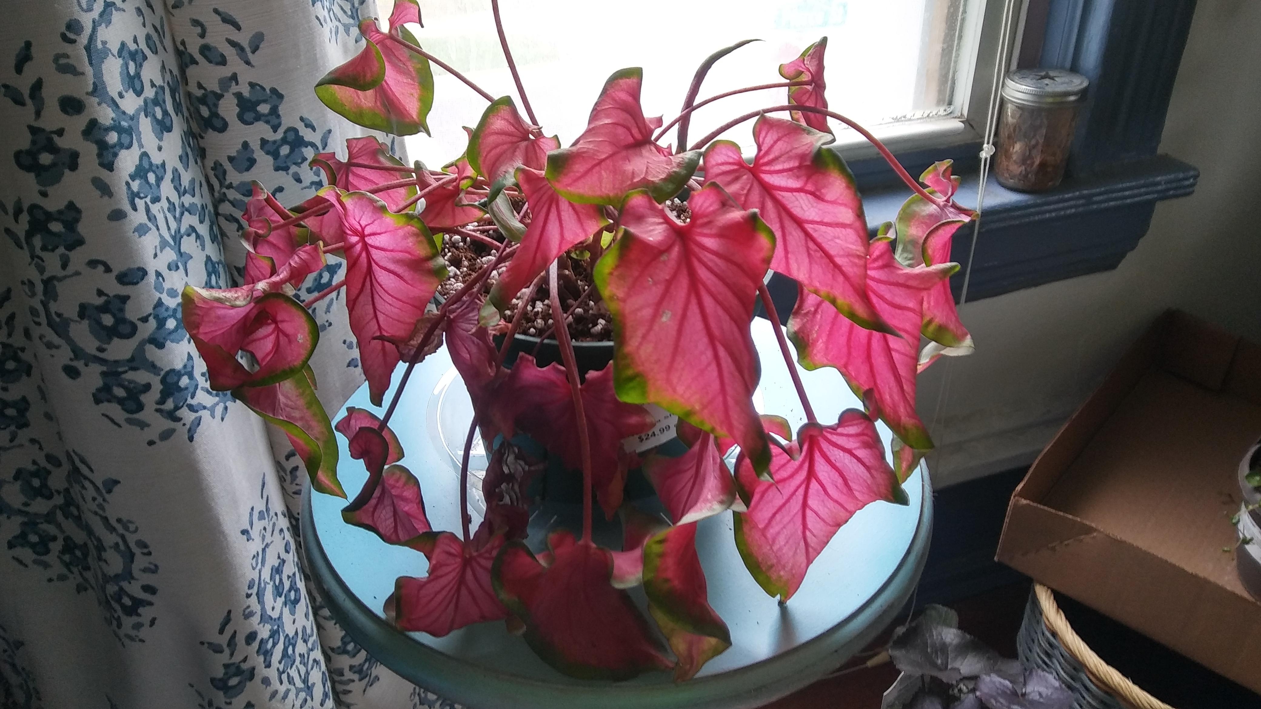 Drooping Caladium (details in comments) r/plantclinic
