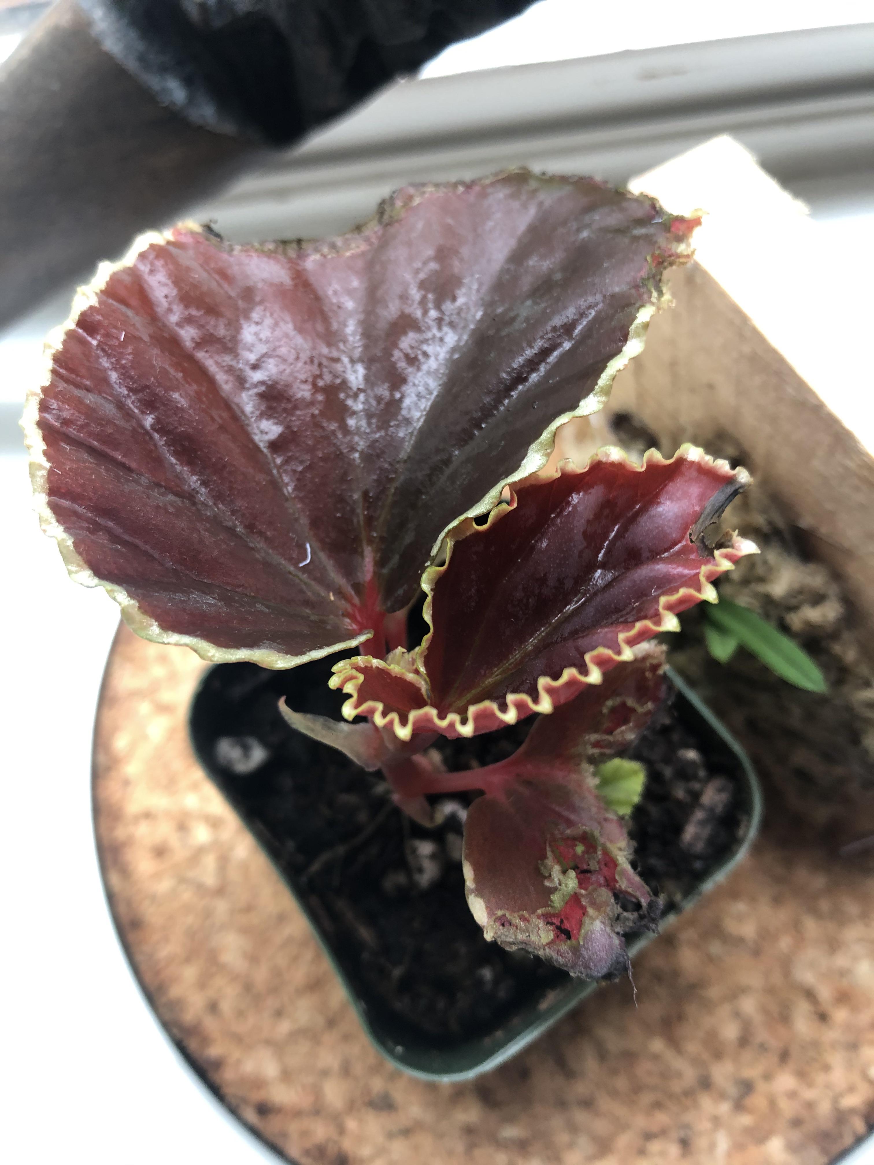 Any tips on proper care for a begonia darthvaderiana? It suffered some damage from transit, but
