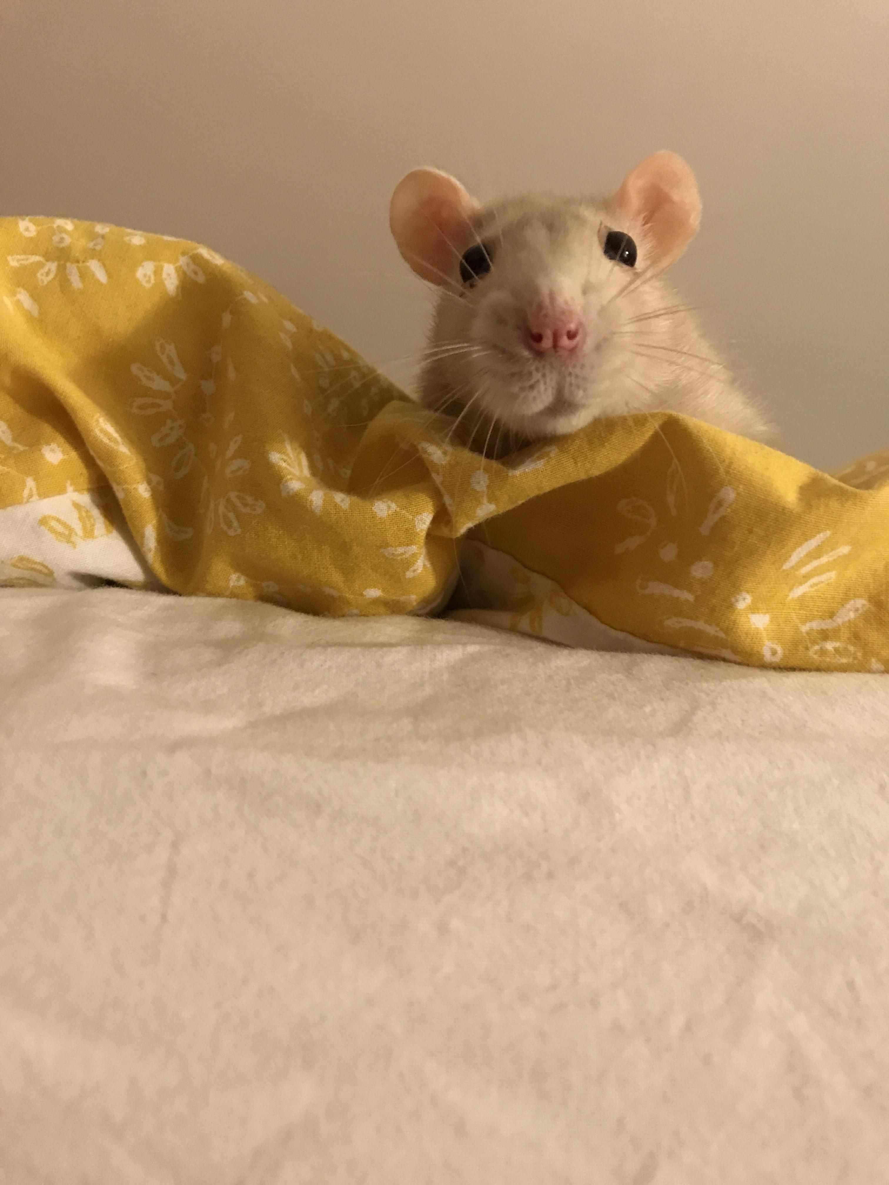 “What do you mean I can’t eat crackers in your bed?” r/RATS