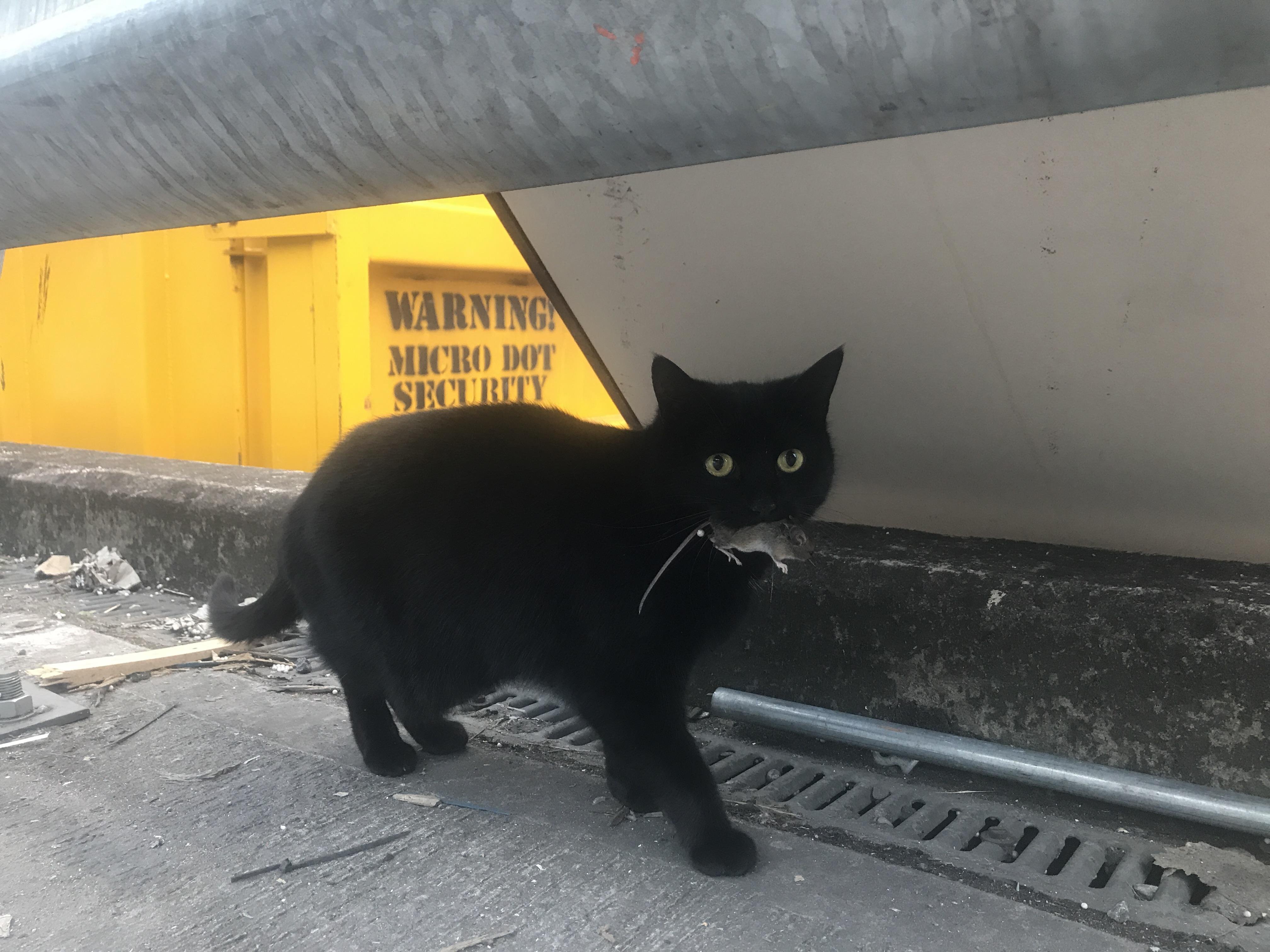 Warehouse Cat Bed Photos All