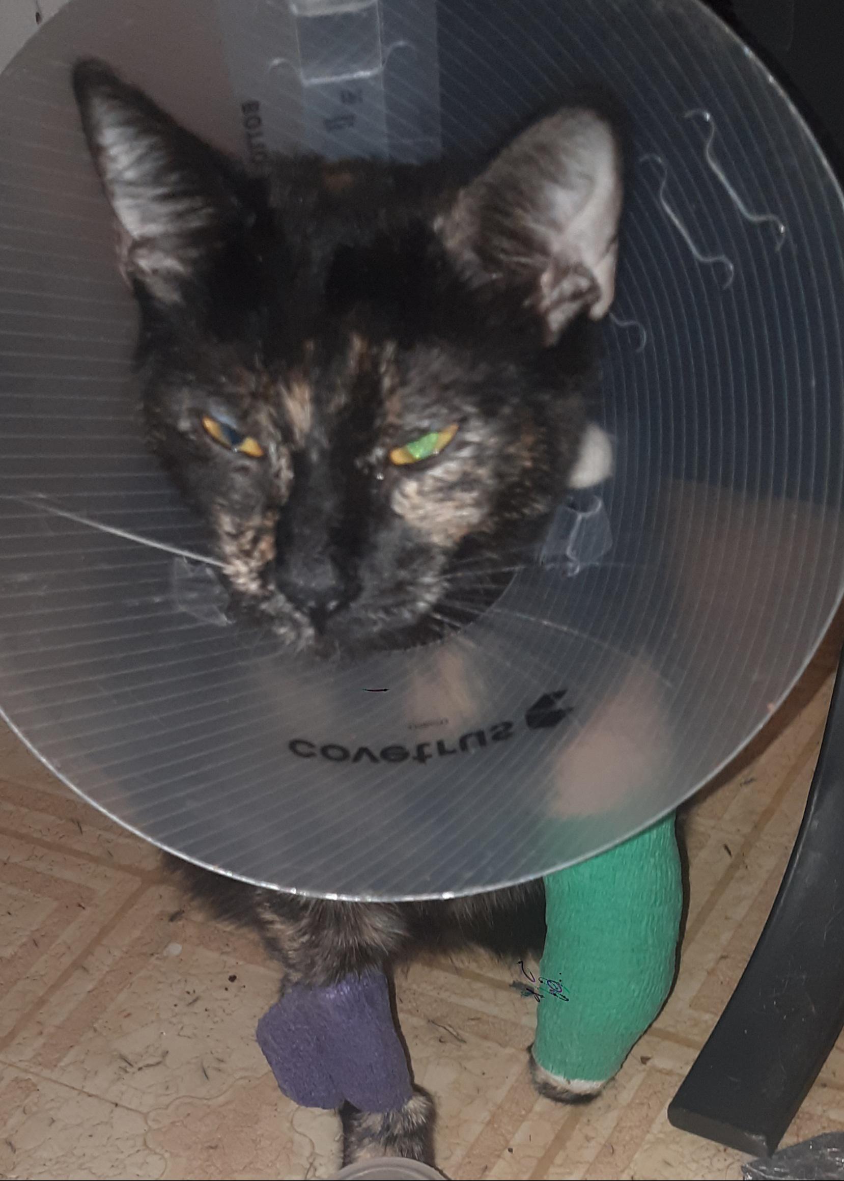 Meet "capital gains". I found this stray pregnant cat with a broken leg