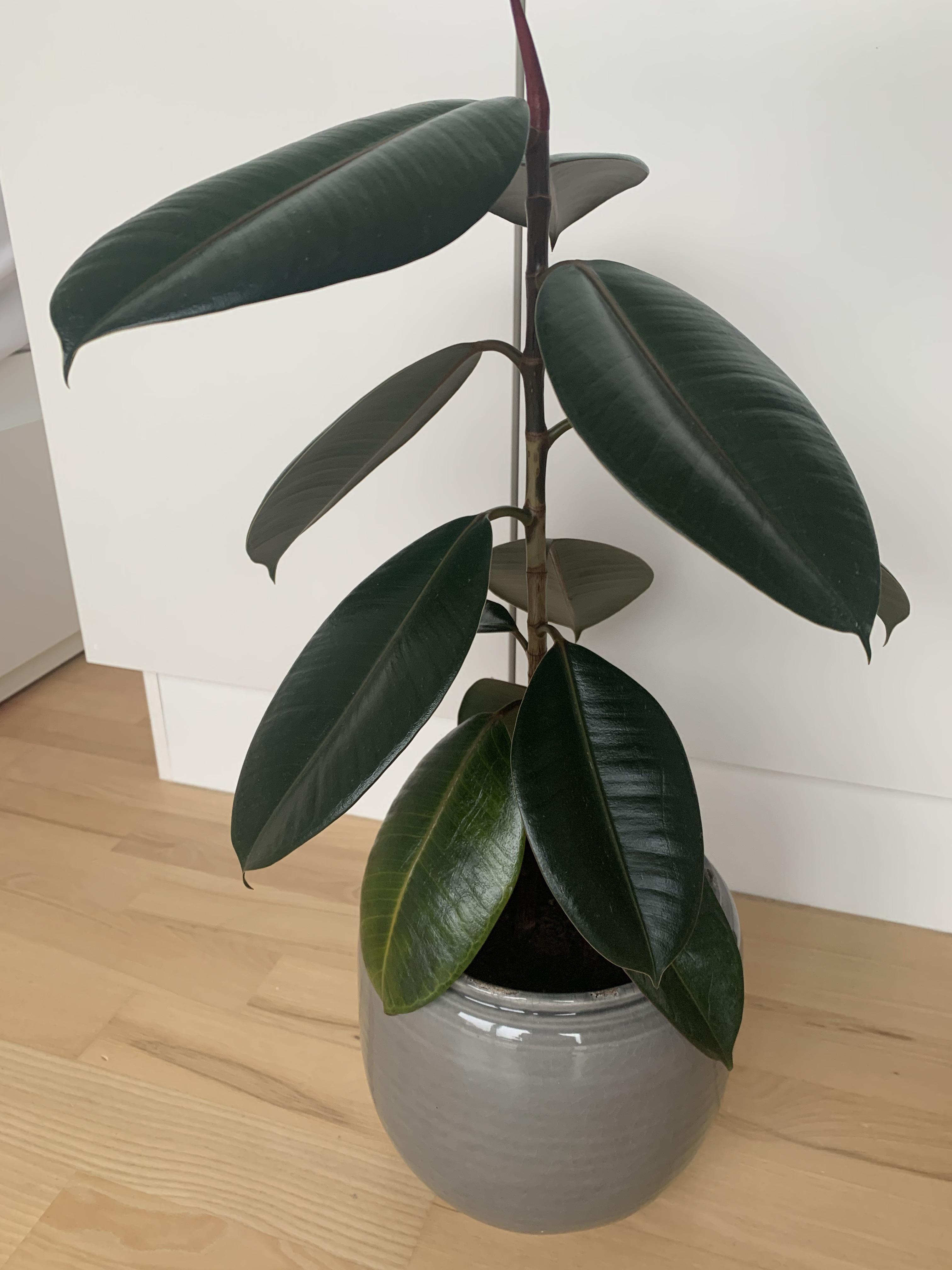 My beloved rubber plant was doing great until it suddenly started