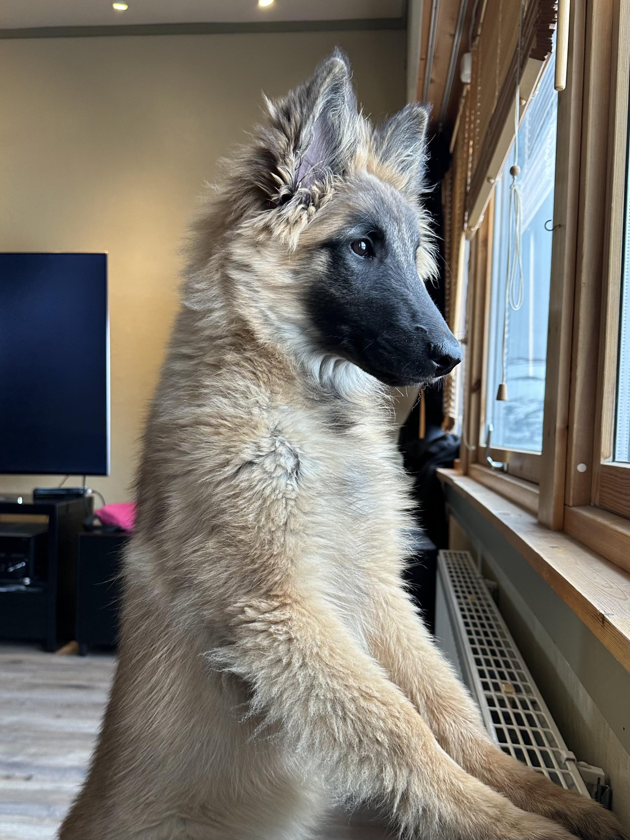 Belgian Shepherd Profile For Belgian Shepherd Dogs